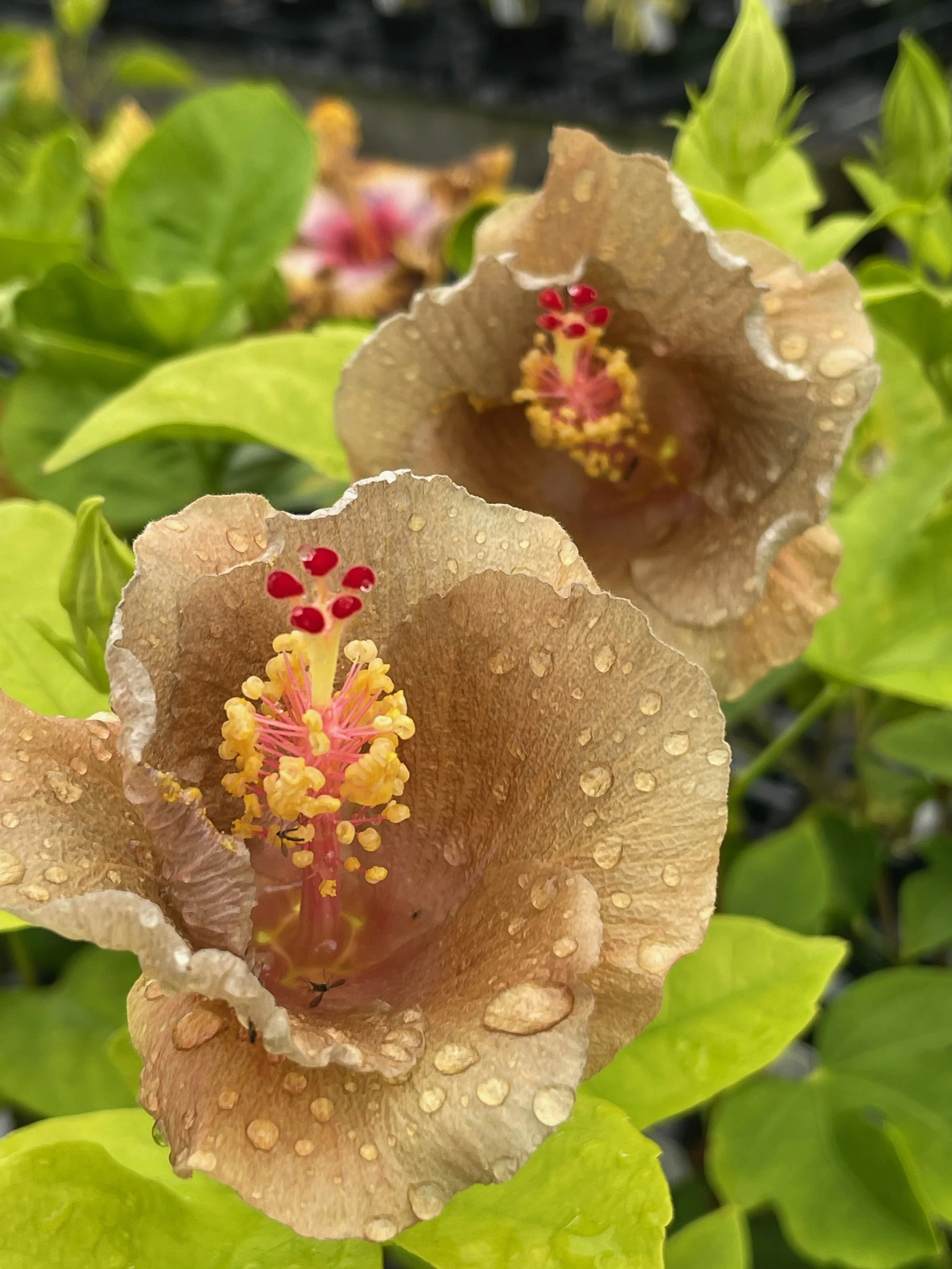 Hibiscus rosa-sinensis 'Thunder Egg' (2).jpeg