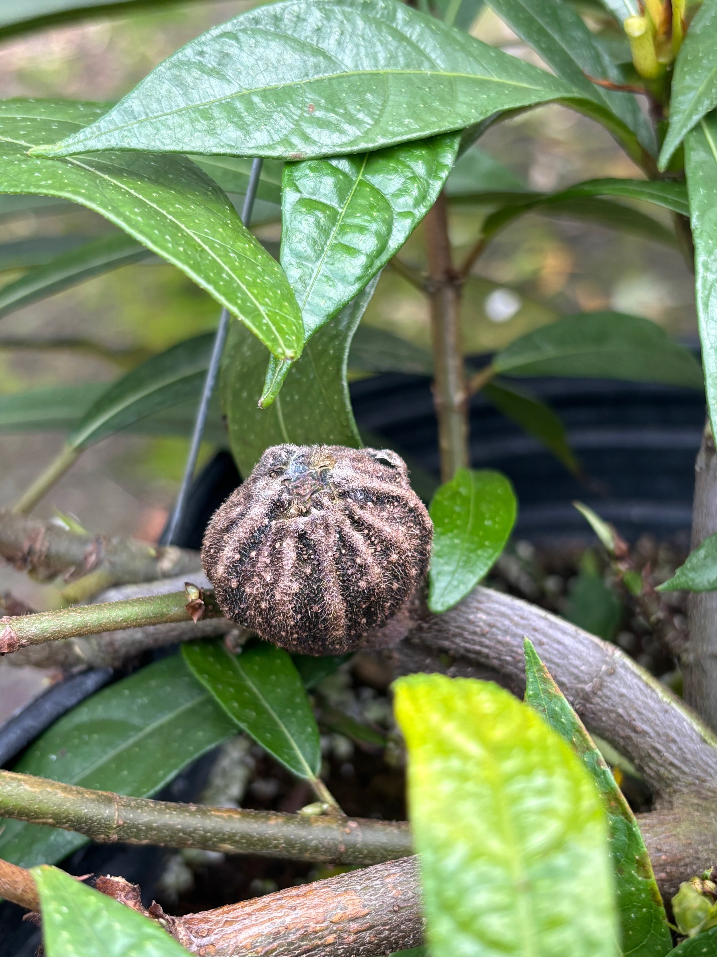 Ficus squamosa seed.jpeg