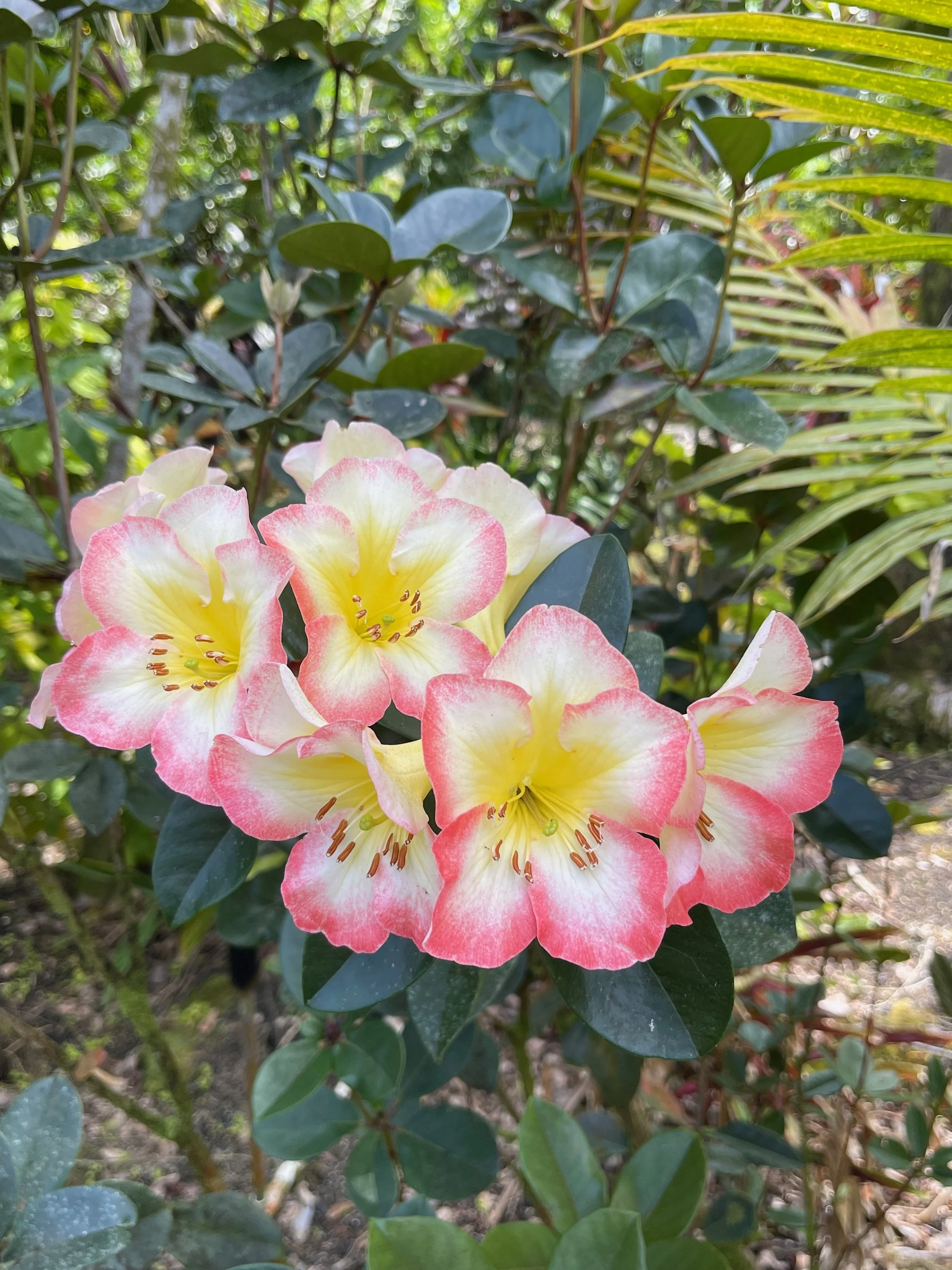 Rhododendron vireya 'Cara Mia' (2).jpeg
