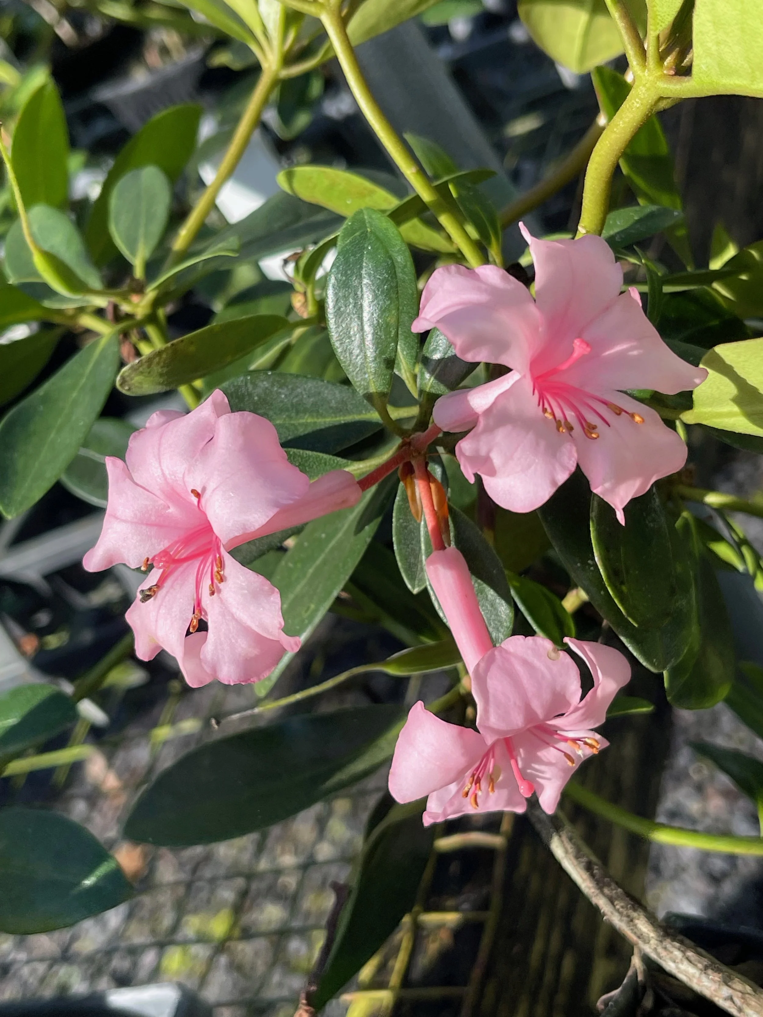 Rhododendron vireya 'First Light' (2).jpeg