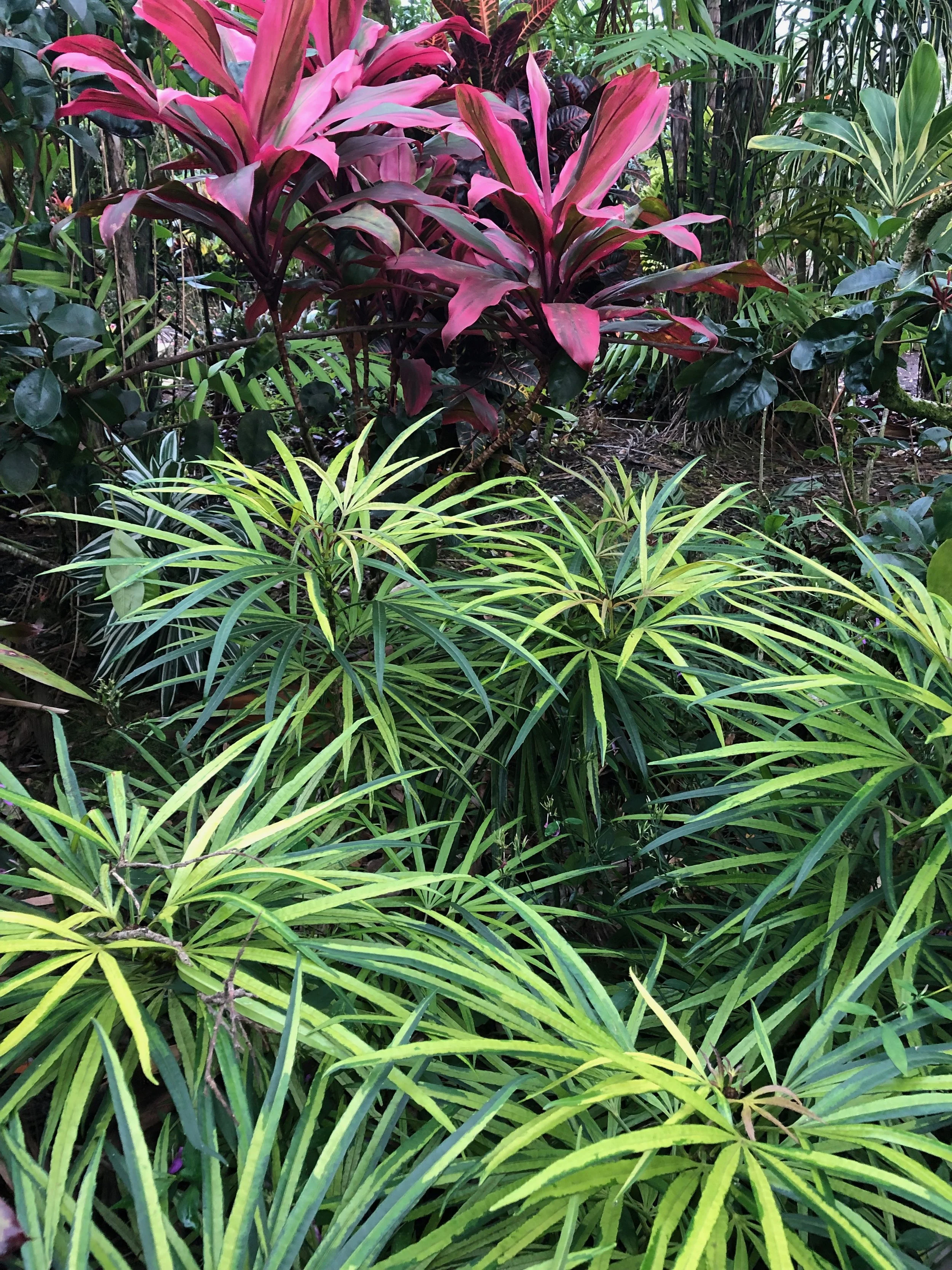 Osmoxylon lineare variegata.jpeg