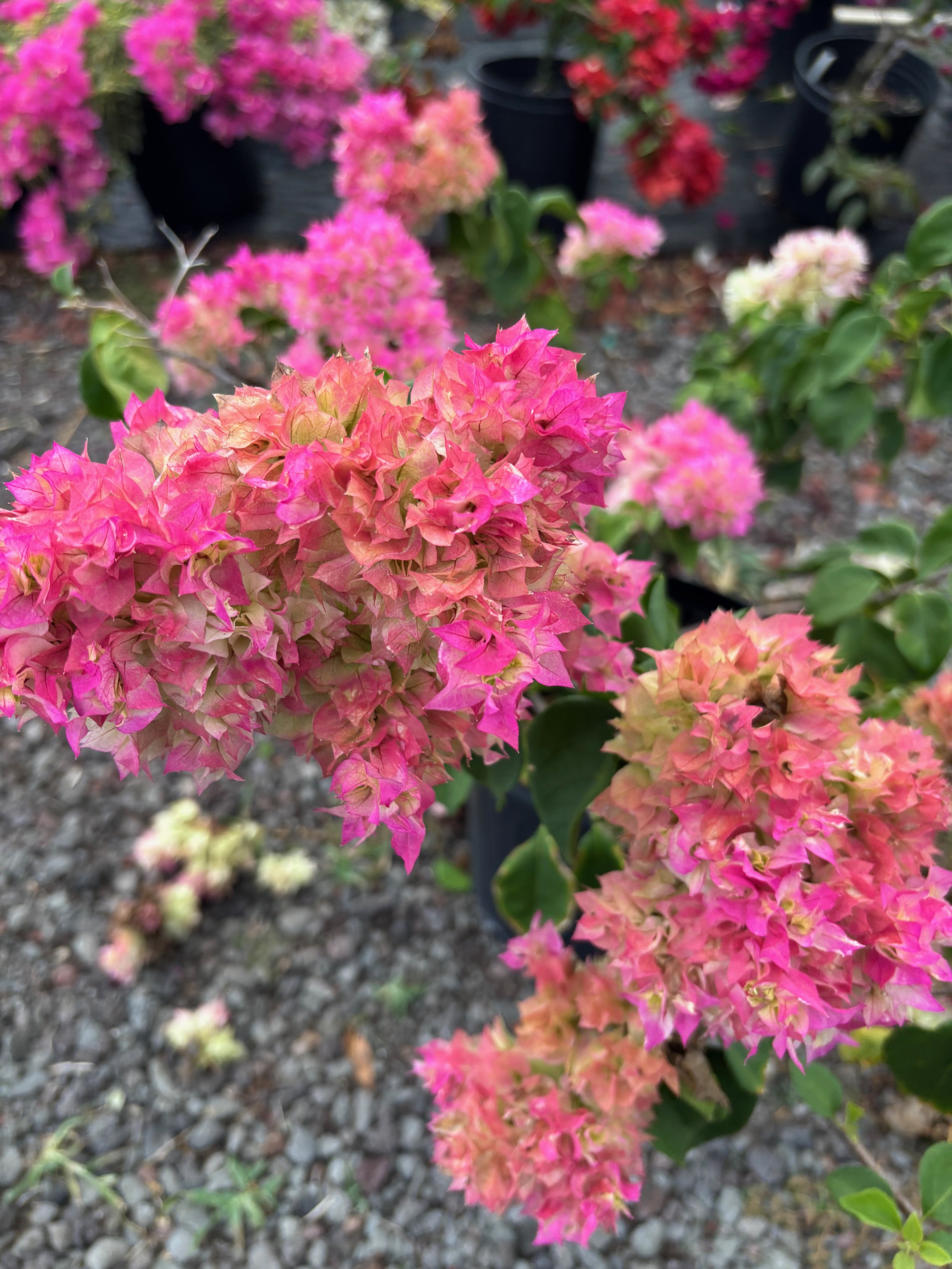 Bougainvillea (Double Pink and White) (2).jpeg