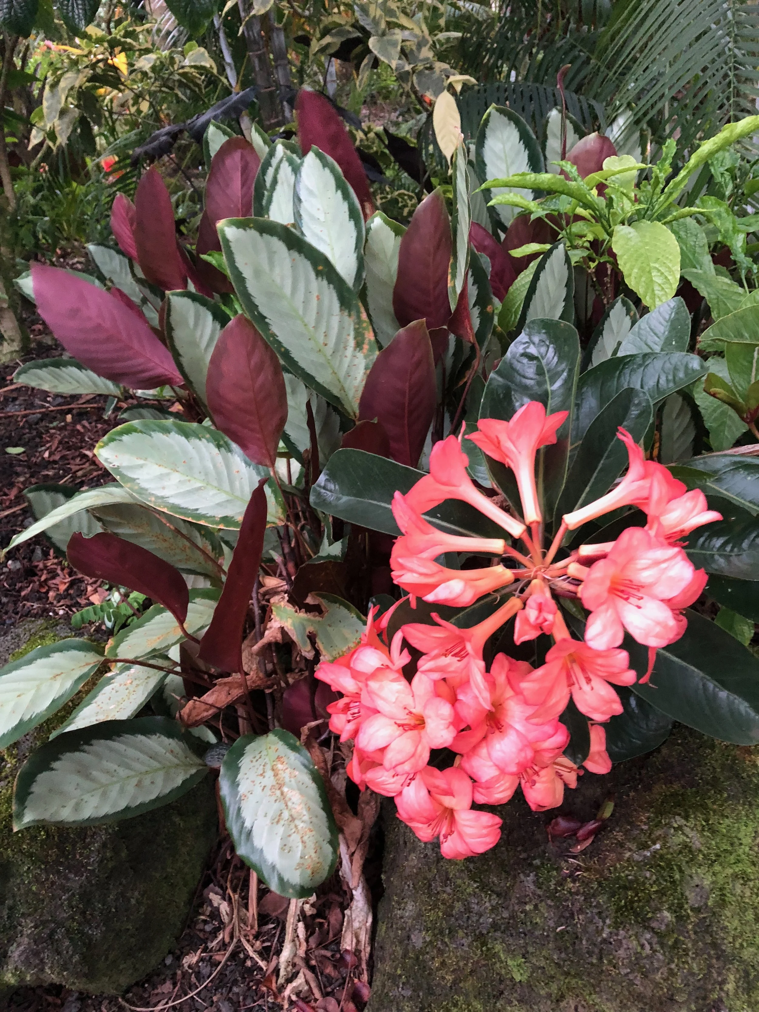 Rhododendron vireya (06) Large dark peach — Vintage Green Farms with ...