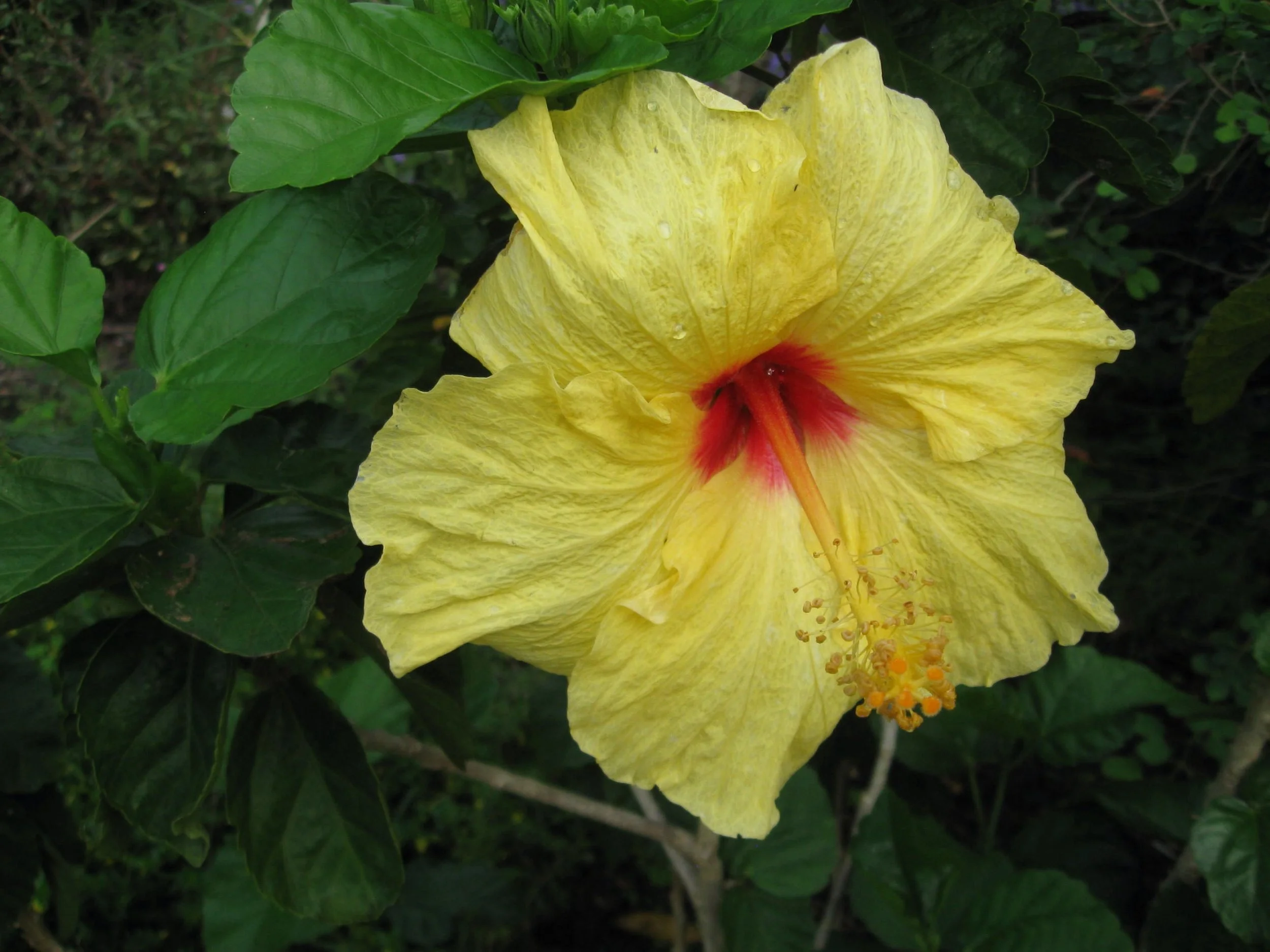 Hibiscus rosa-sinensis 'Hula Girl'.jpeg