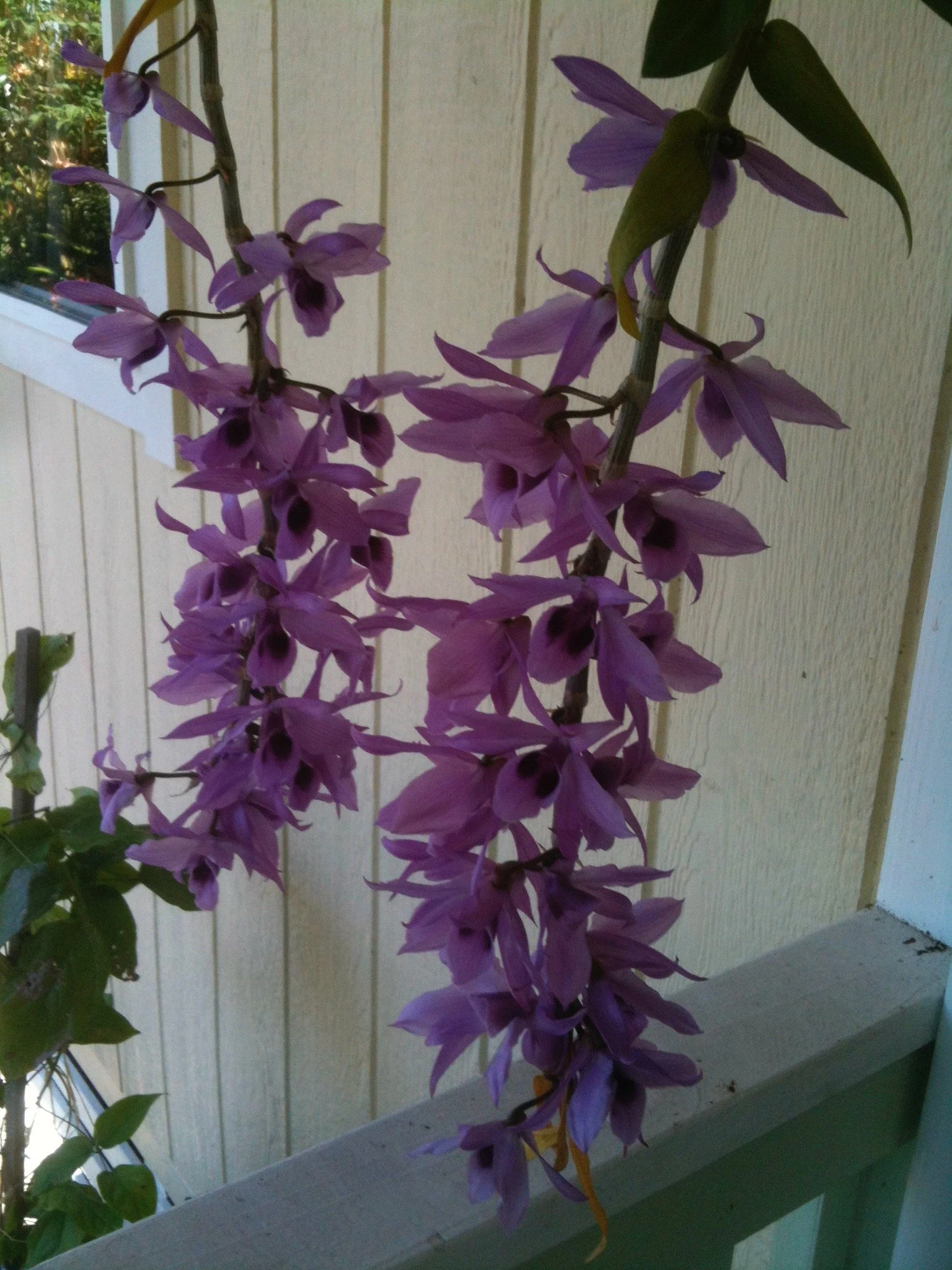 Dendrobium anosmum (1).jpeg