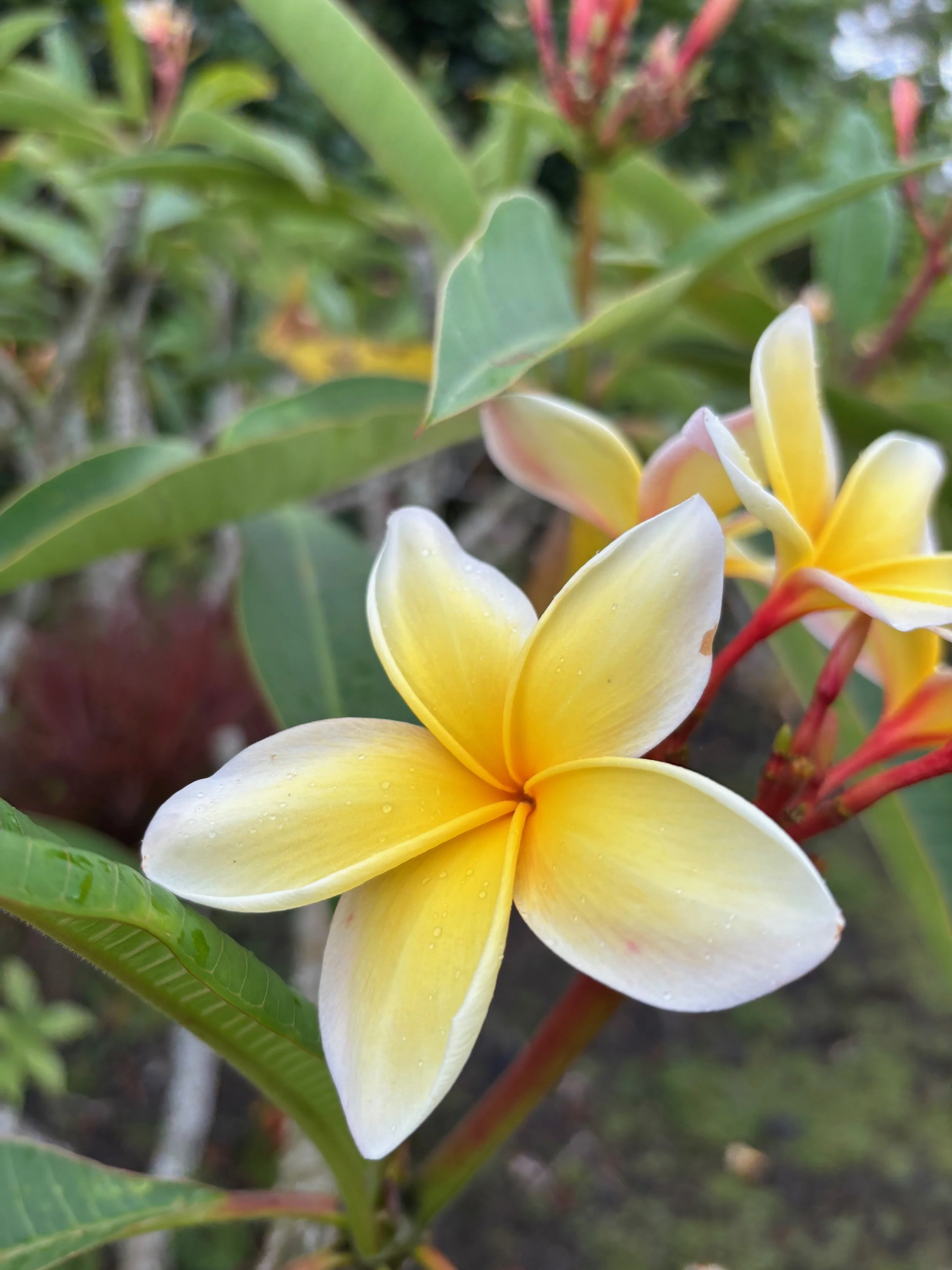 Plumeria rubra 'Aztec Gold’ (1).jpeg
