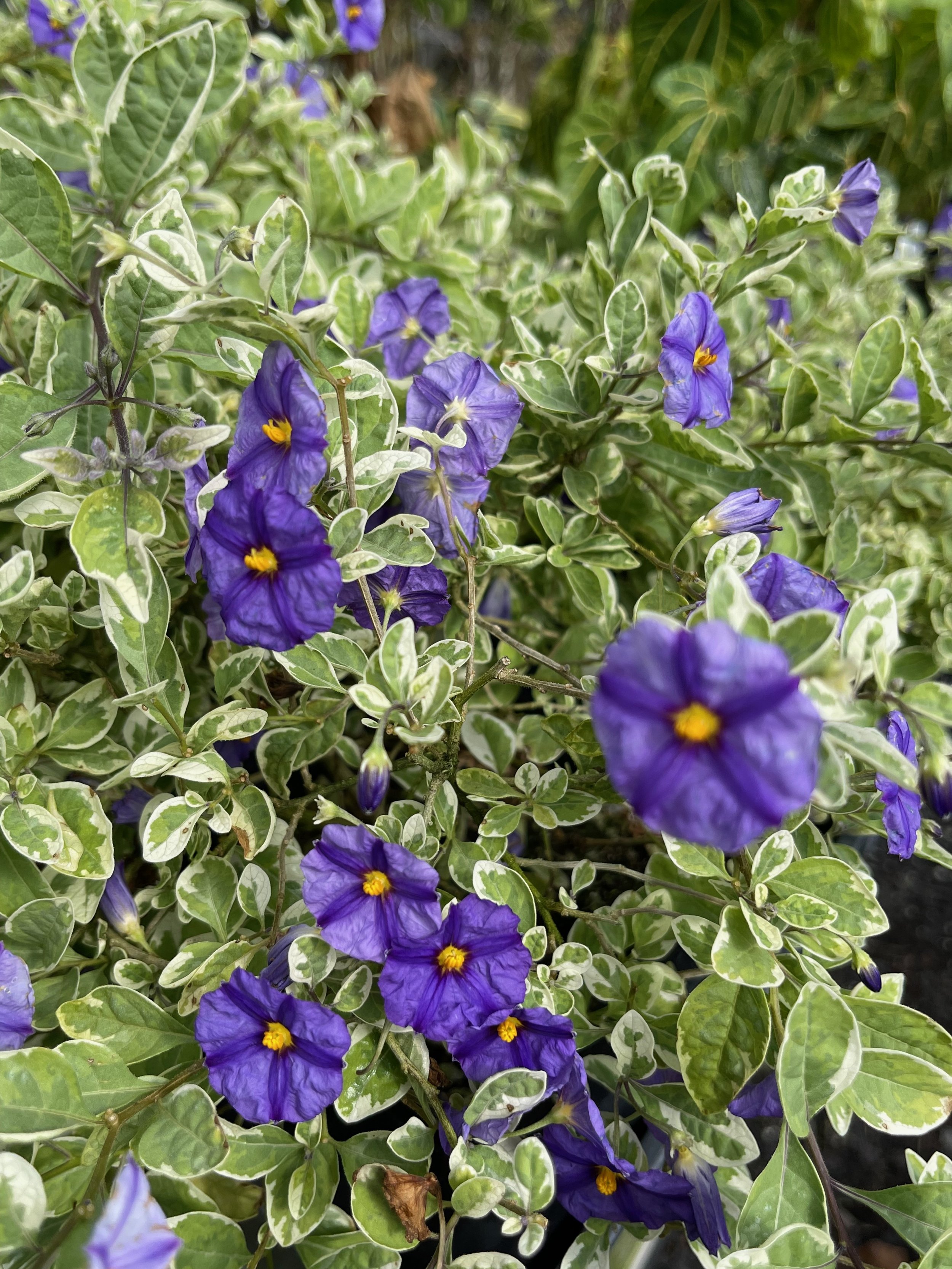 Solanum Lycianthes Rantonnetii