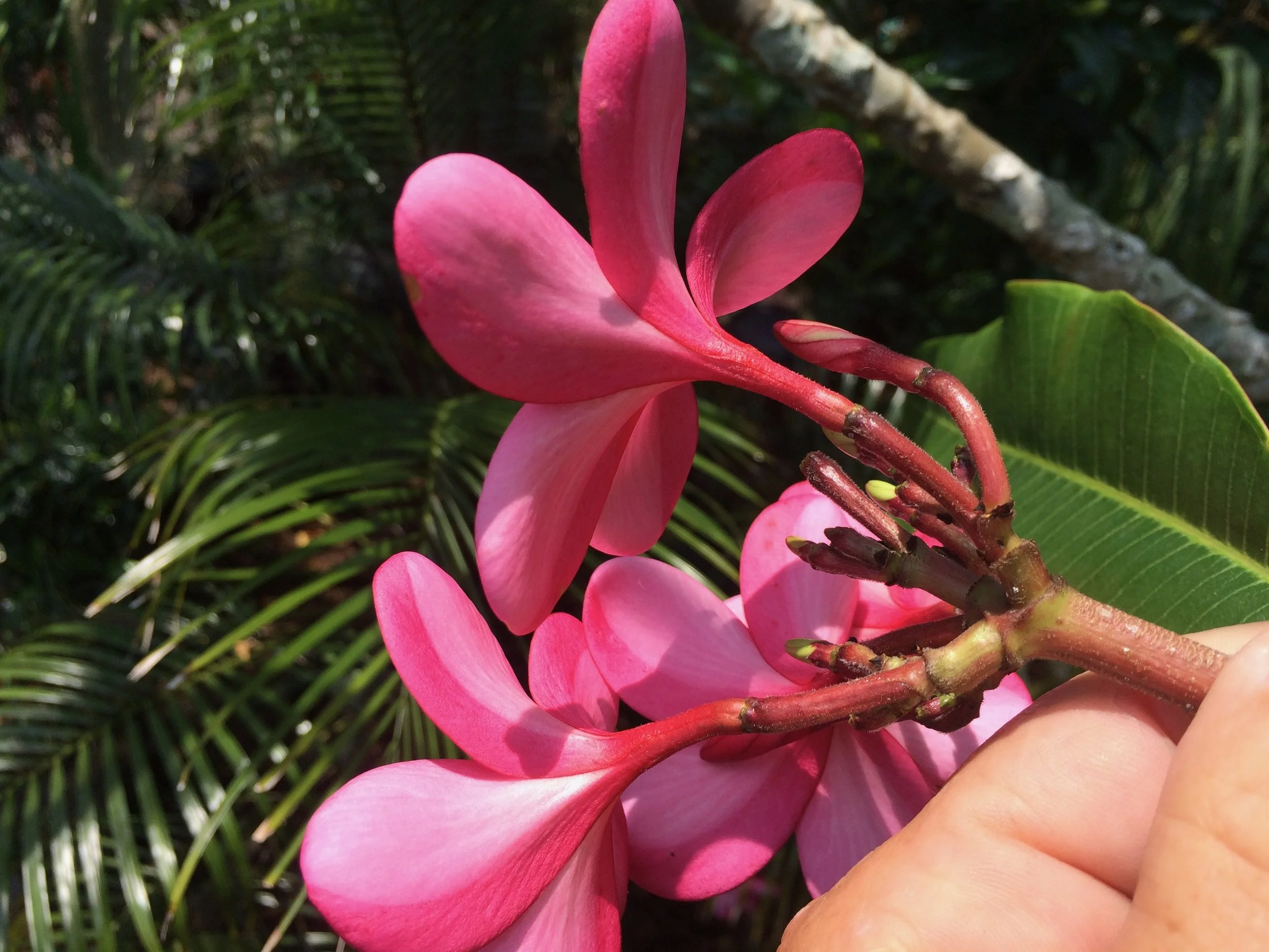 Plumeria rubra 'Laguna Pink'.jpeg