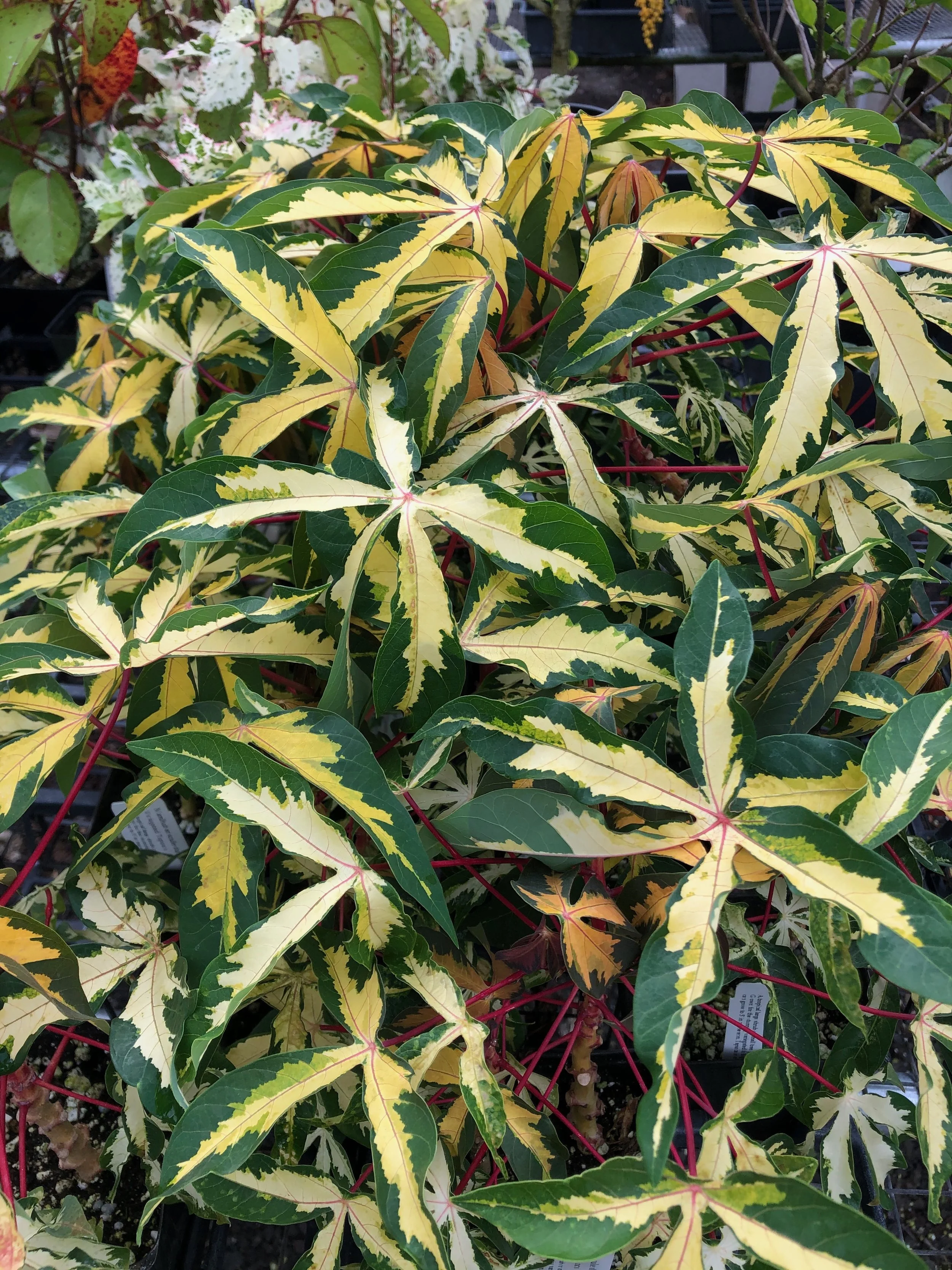 Manihut ensculenta variegata (1).jpeg