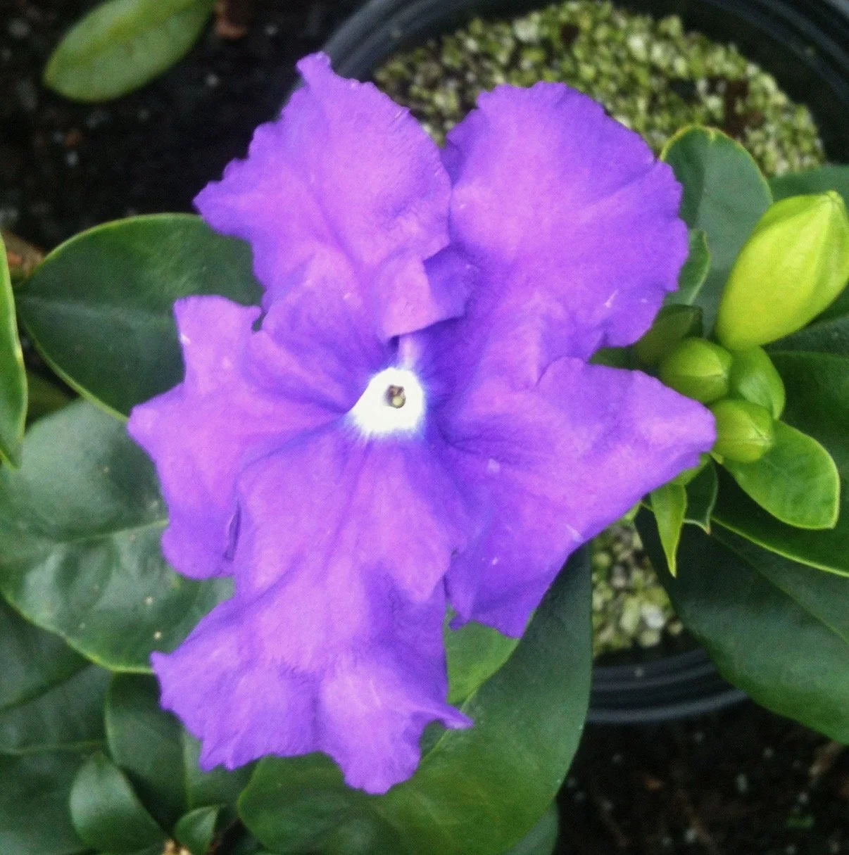 Brunfelsia macrantha (B. pauciflora ‘Magnifica’) (1).jpeg
