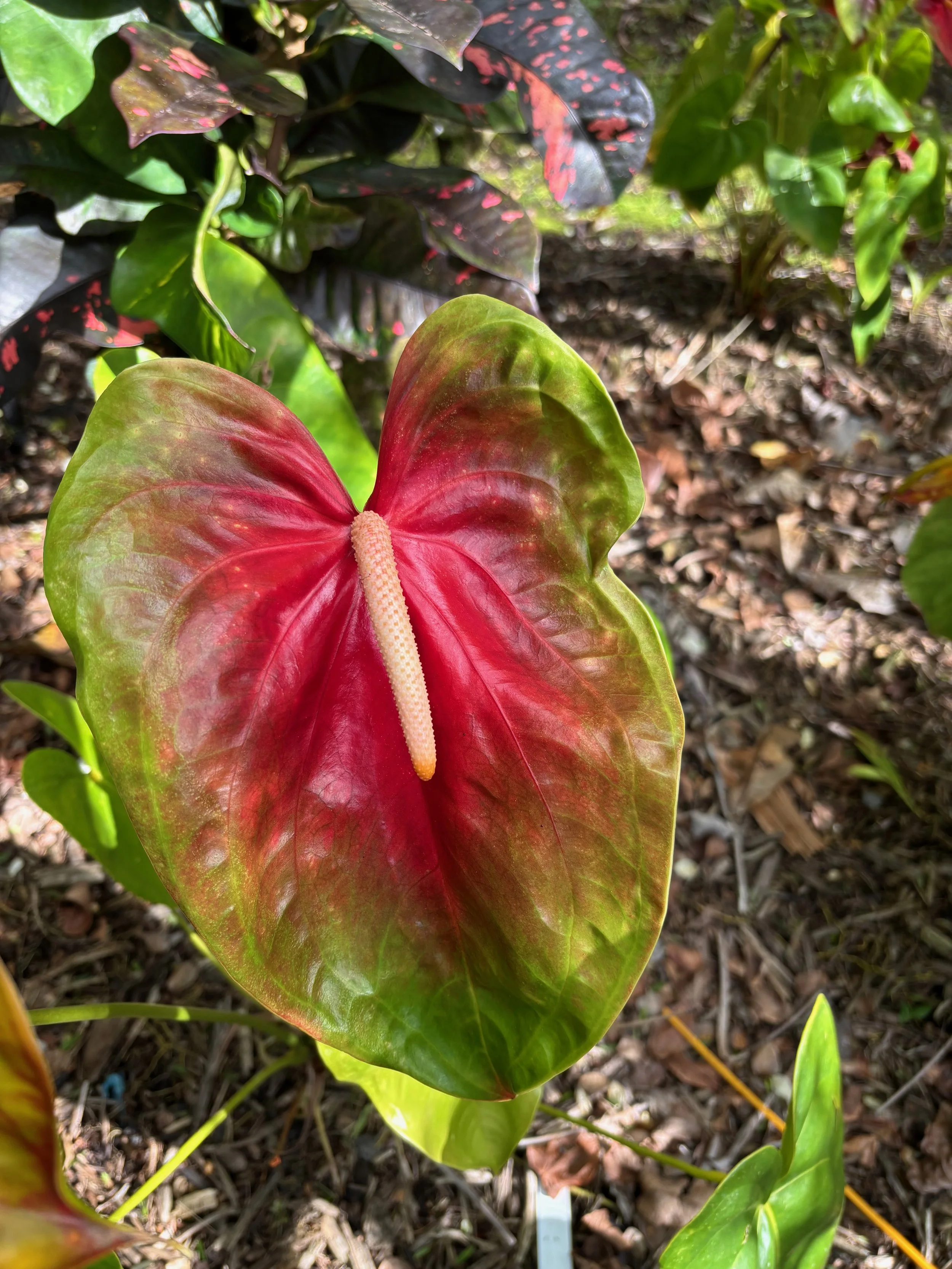 Anthurium 'Hirata' (1).jpeg