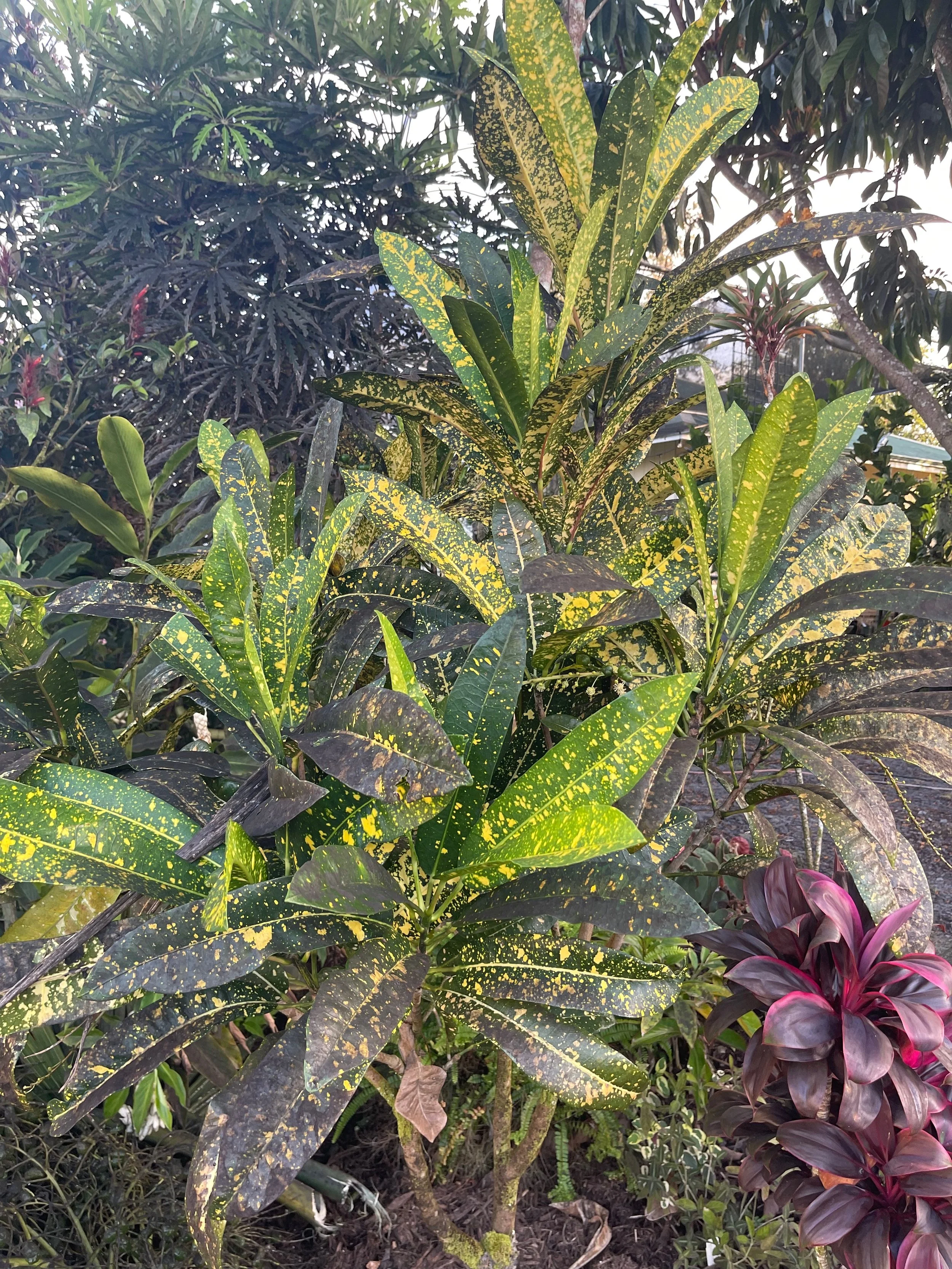 Codiaeum 'Eleanor Fisher' (2).jpeg