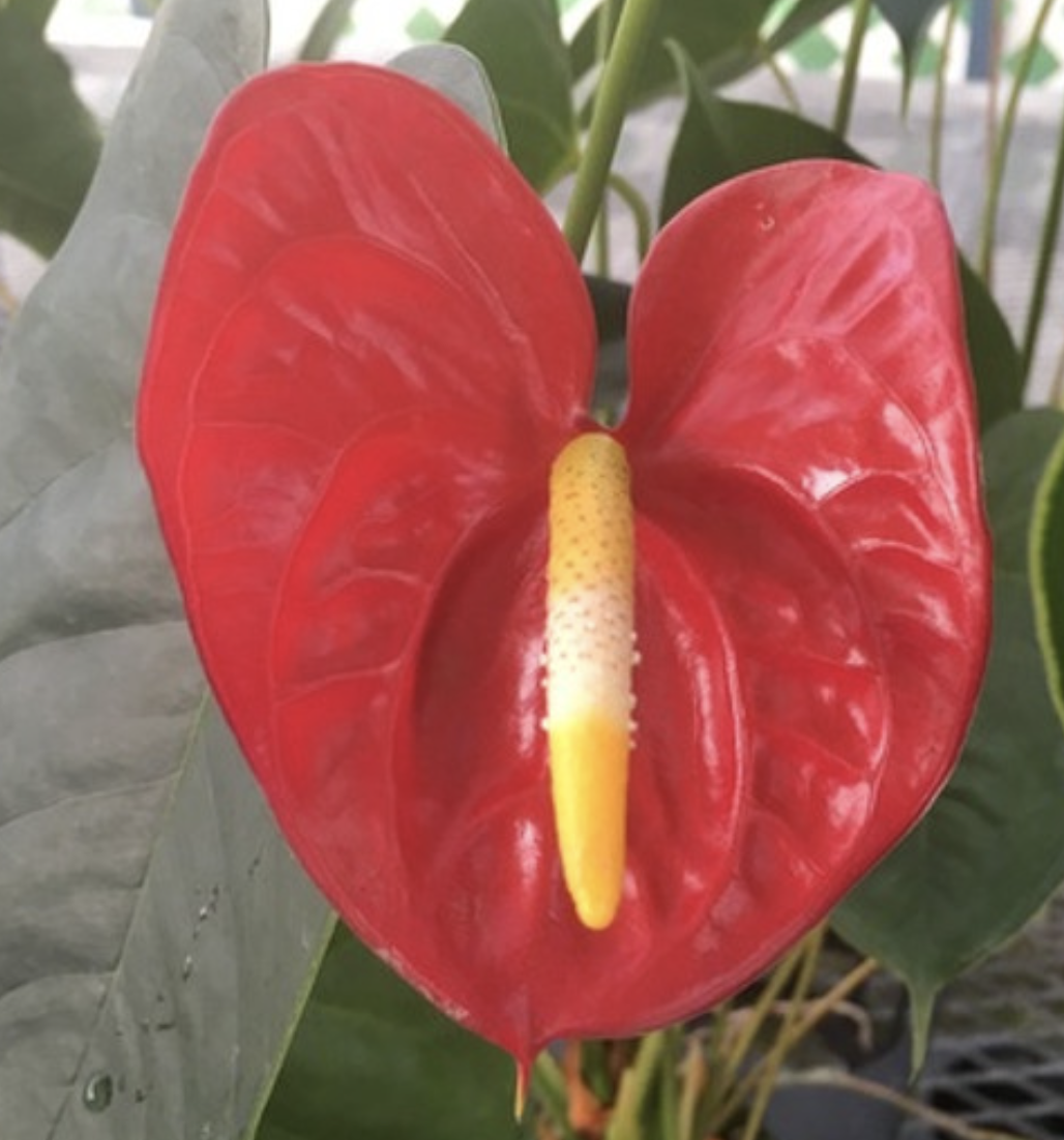 Anthurium 'Hirata'.png
