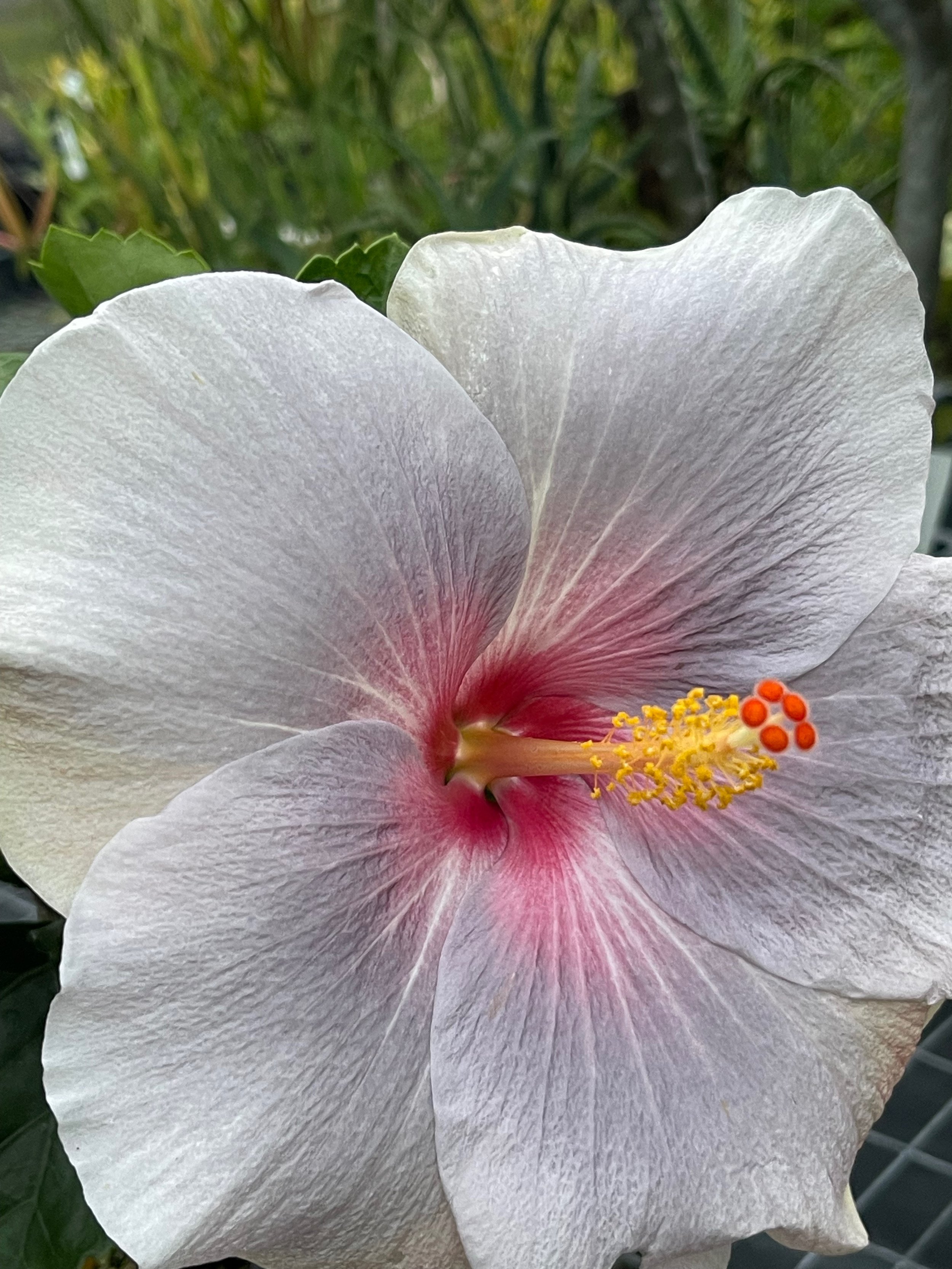 Hibiscus rosa-sinensis 'April Showers' (4).jpeg