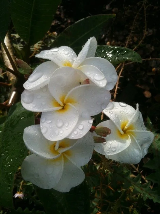 plumeria_samoan_fluff.jpeg