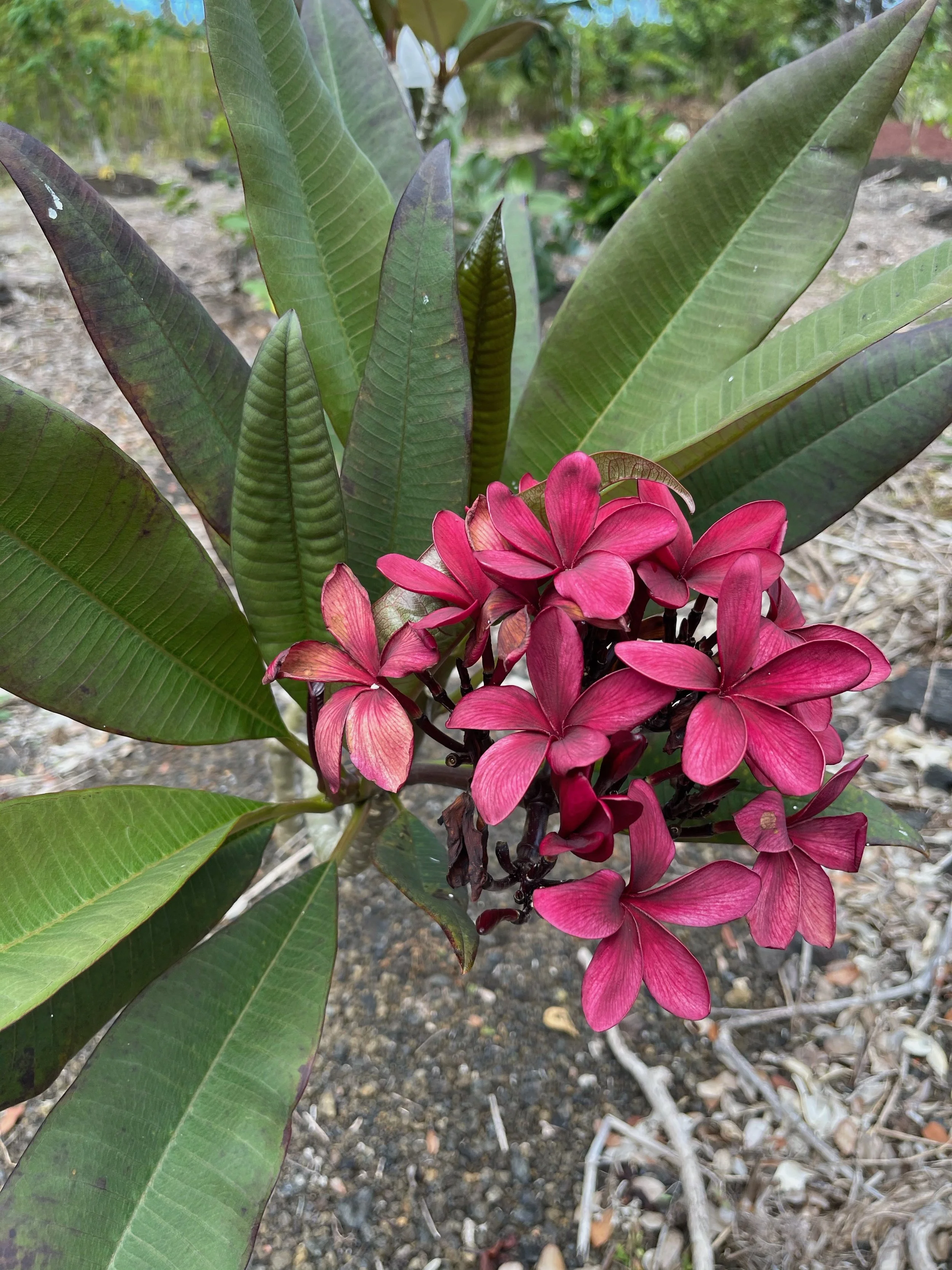 Plumeria rubra 'Dark Red' Scott Pratt (7).jpeg