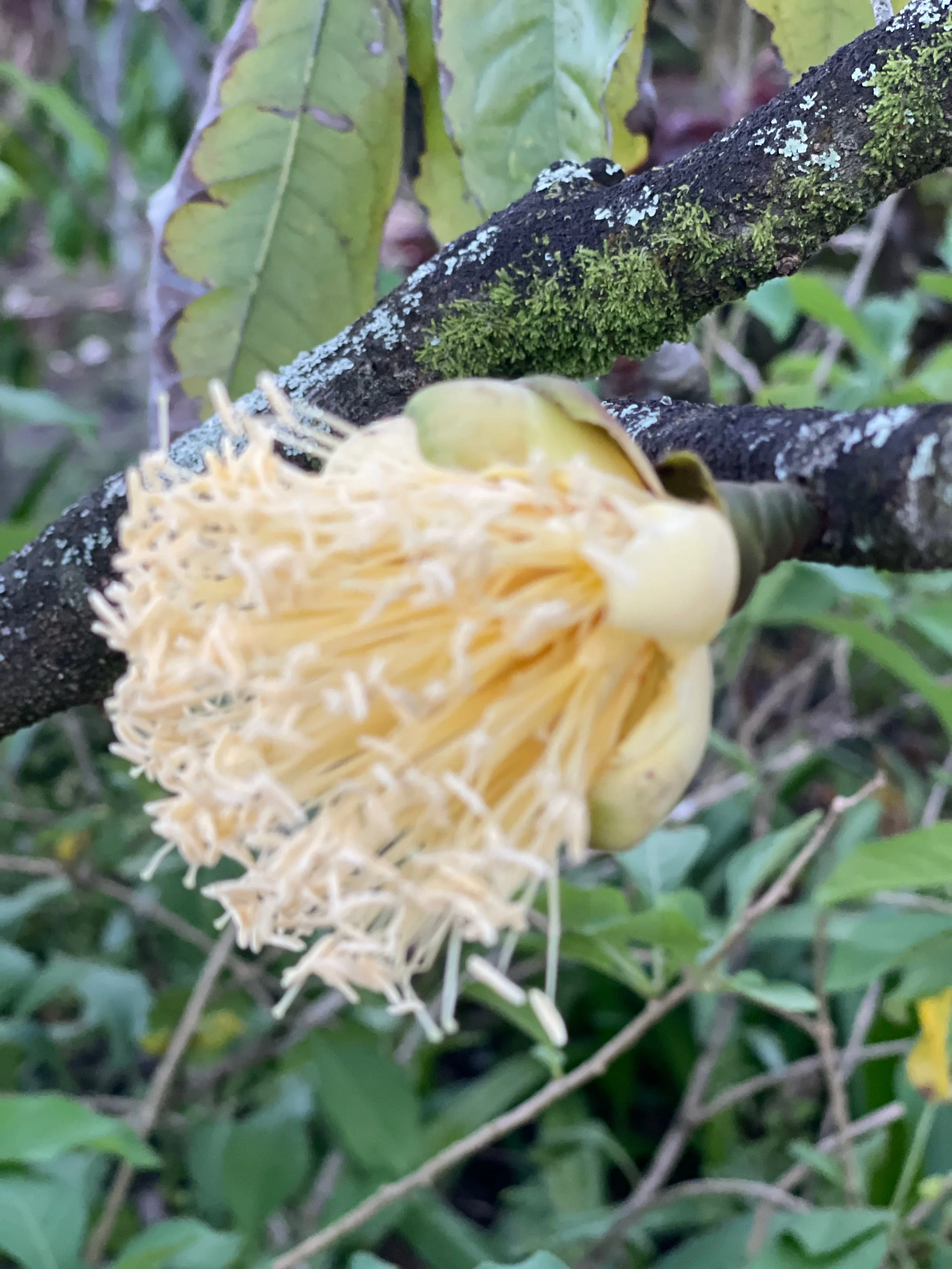 Browneopsis ucayalina (1).jpeg