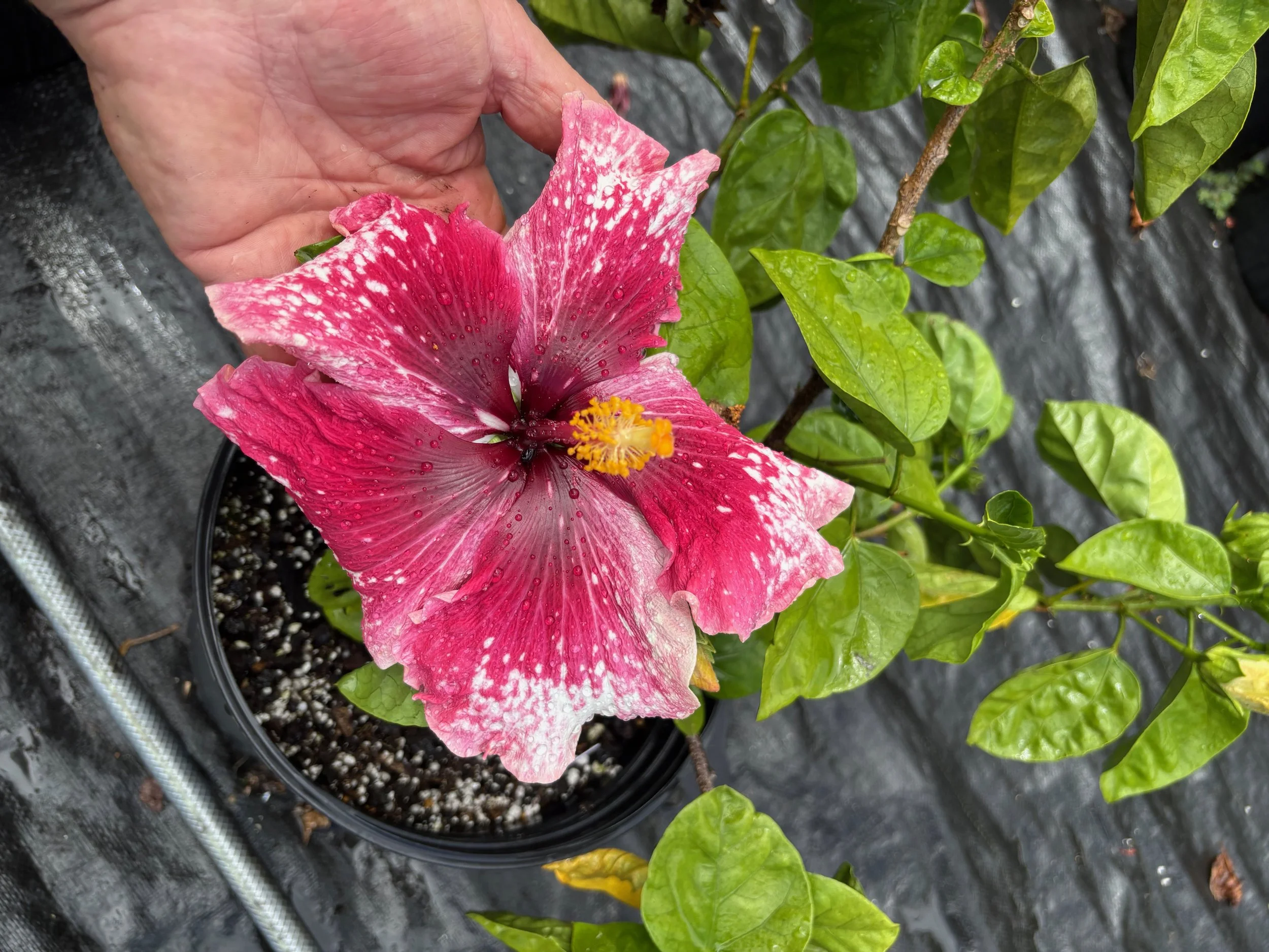 Hibiscus Rosa sinensis Purple Magic Vintage Green Farms With Tom Hibiscus Rosa sinensis Purple Magic Vintage Green Farms With Tom