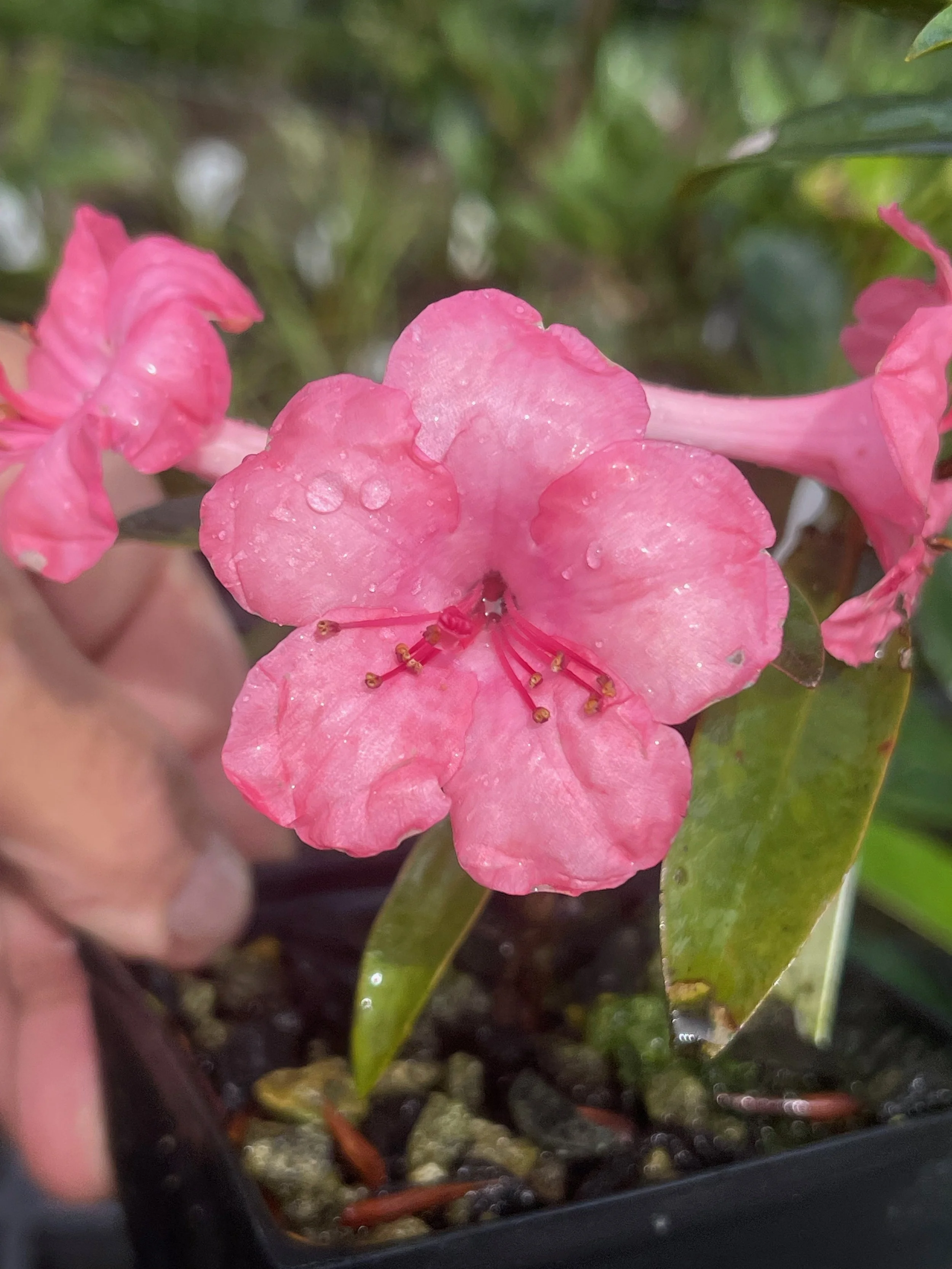 Rhododendron vireya 'Tylorii' (5).jpeg