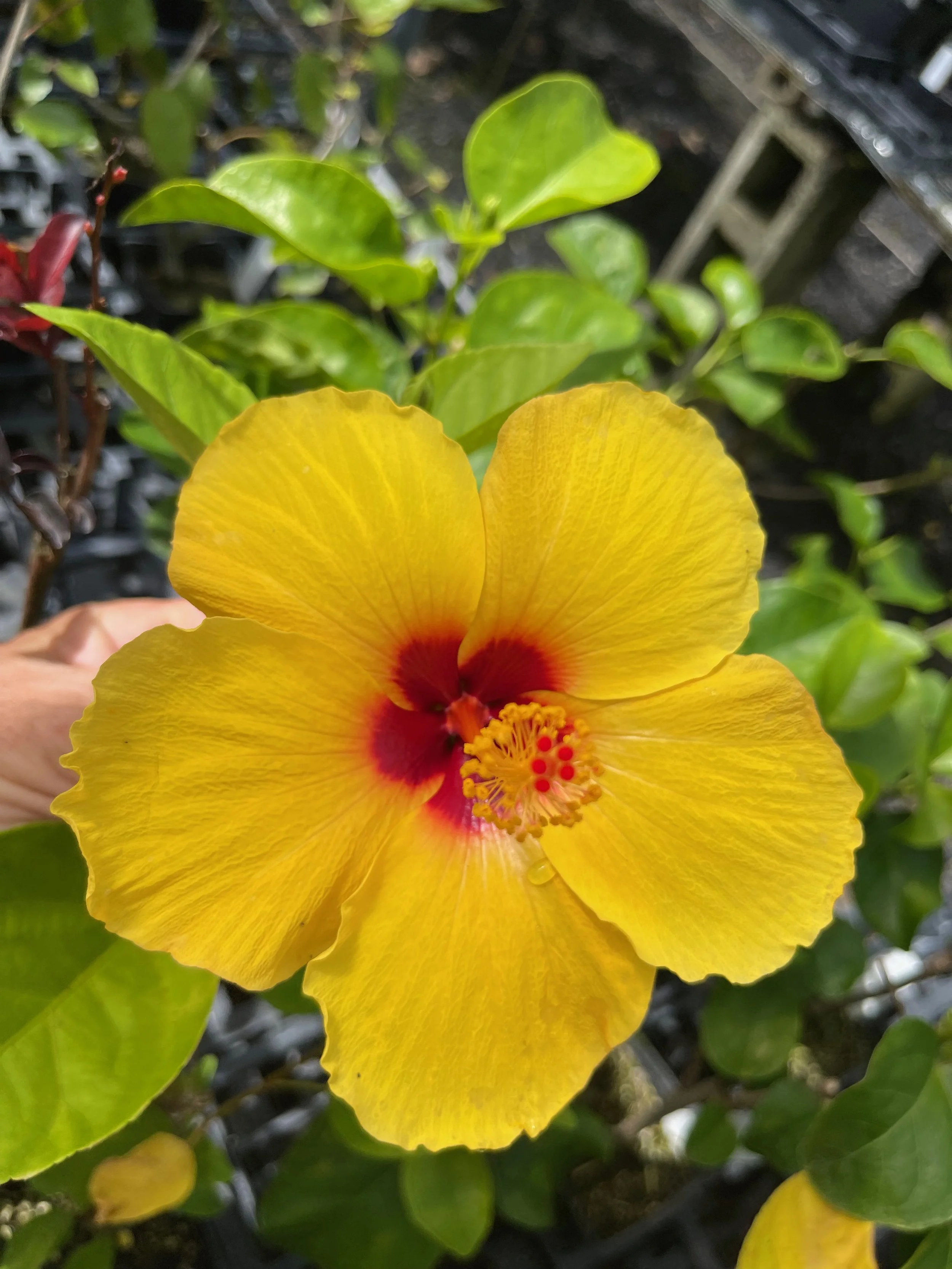 Hibiscus rosa-sinensis 'Yellow Bird' (1).jpeg