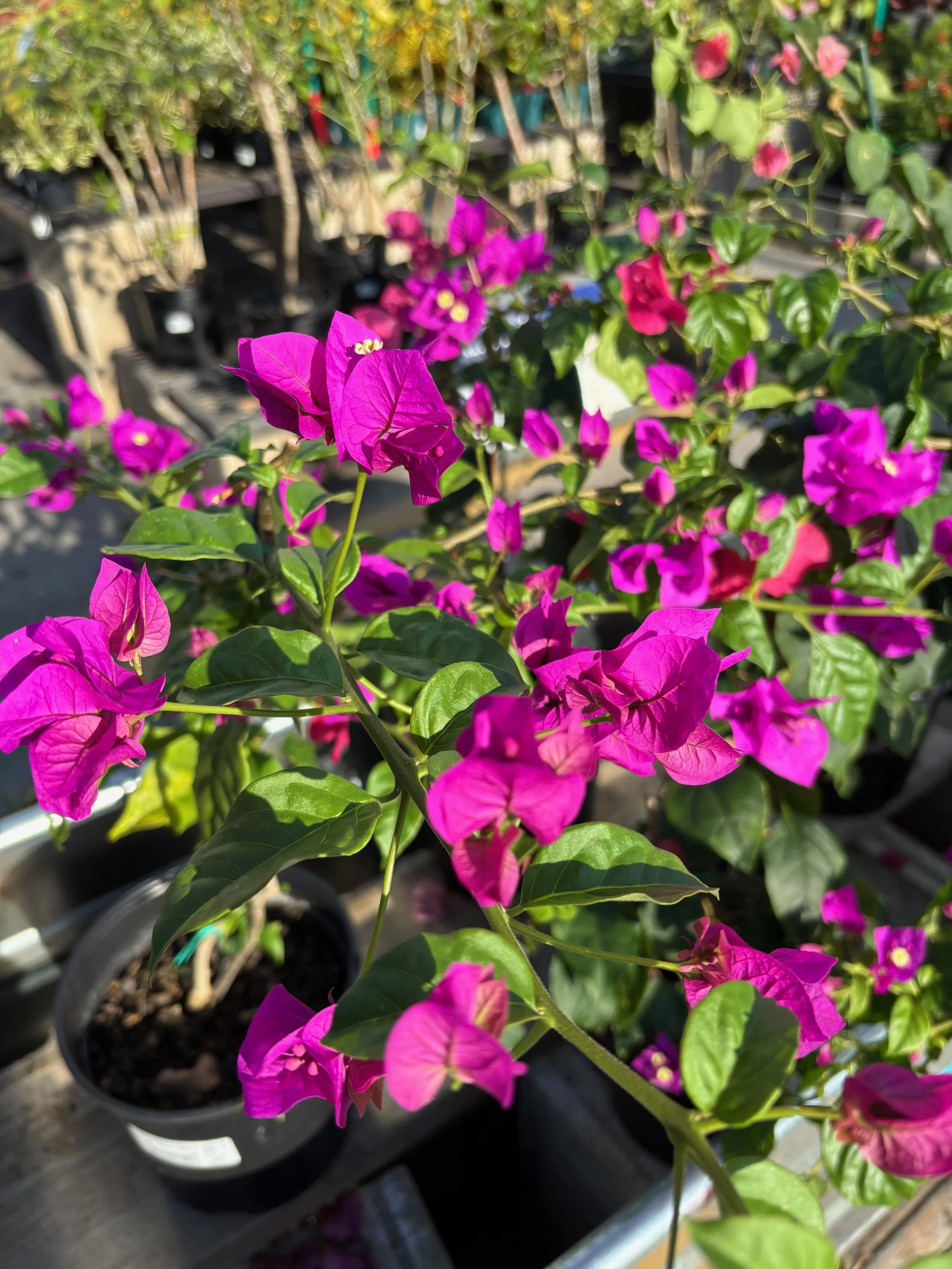 Bougainvillea 'Elizabeth Angus' (Dark Purple) (1).jpeg