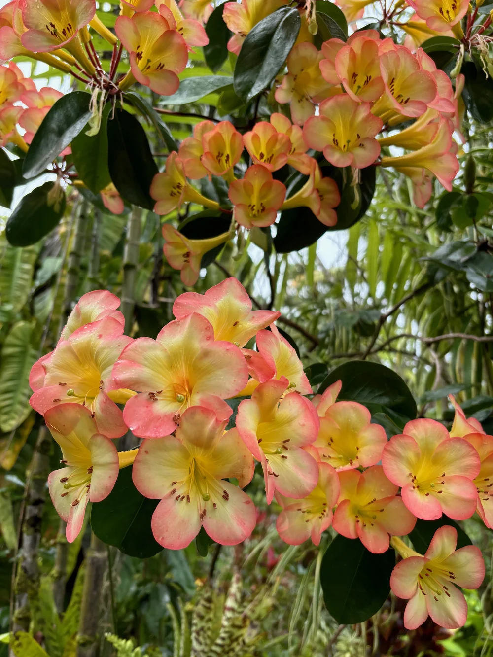 Rhododendron vireya 'Glen Sahara'  Vintage Green Farms with Tom Piergrossi