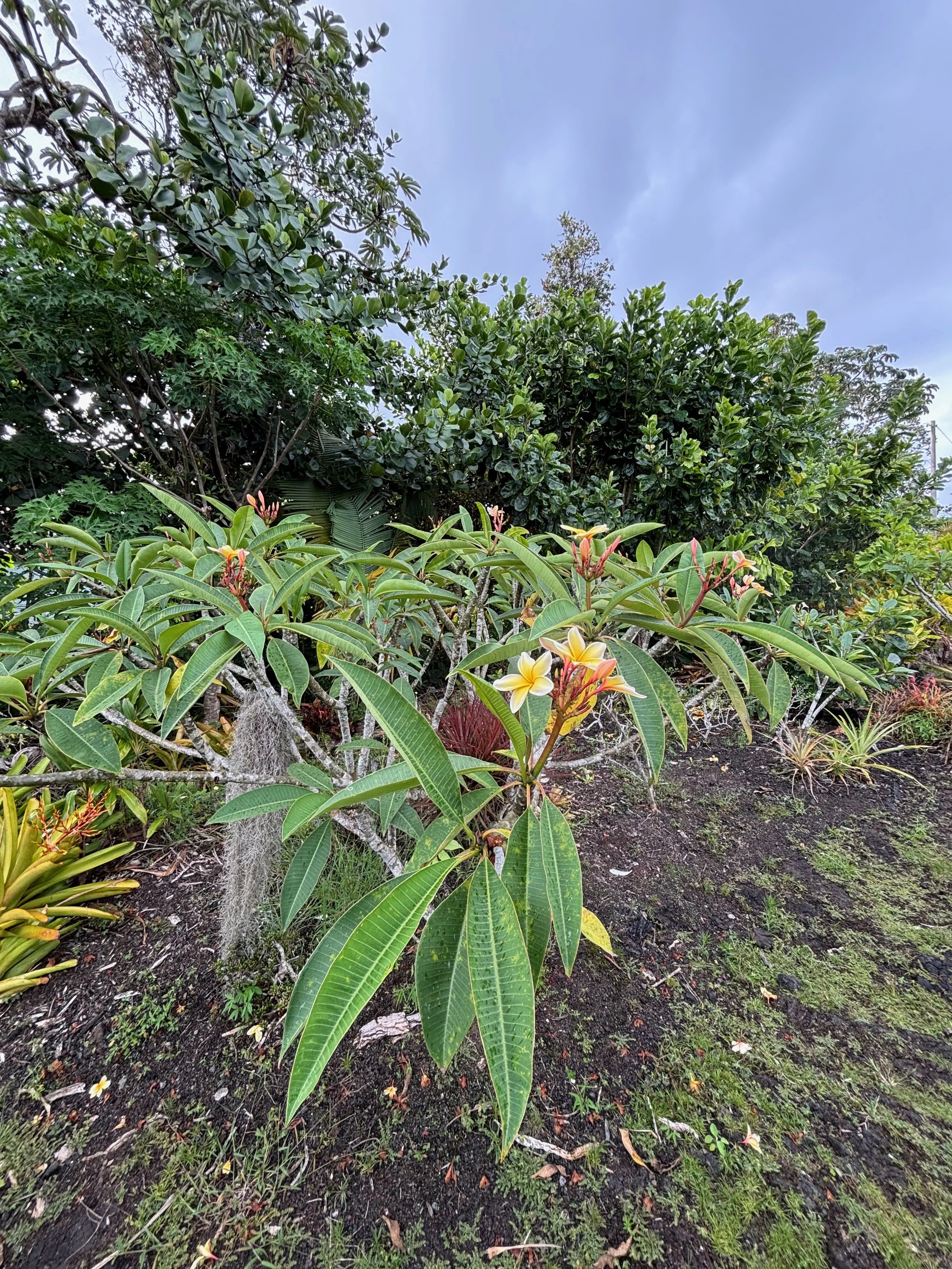 Plumeria rubra 'Aztec Gold’.jpeg