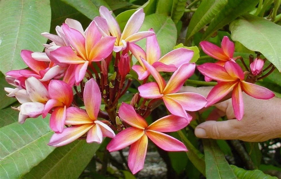 plumeria_kauka_wilder.jpeg