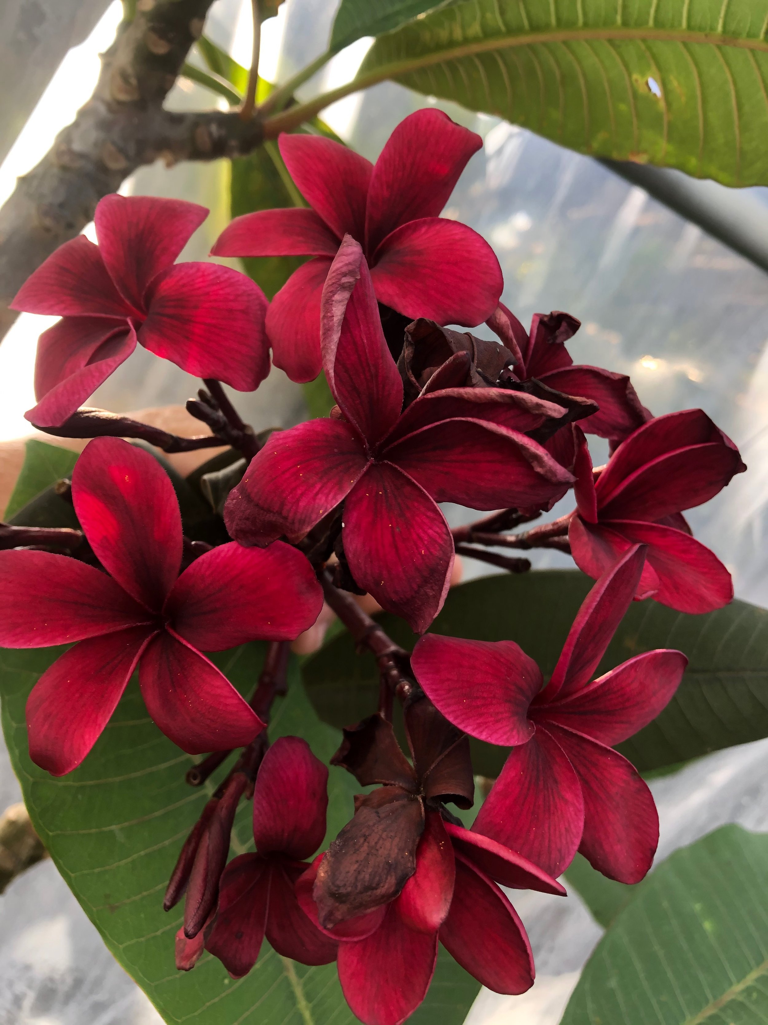 Plumeria rubra 'Dark Red' (1).jpeg