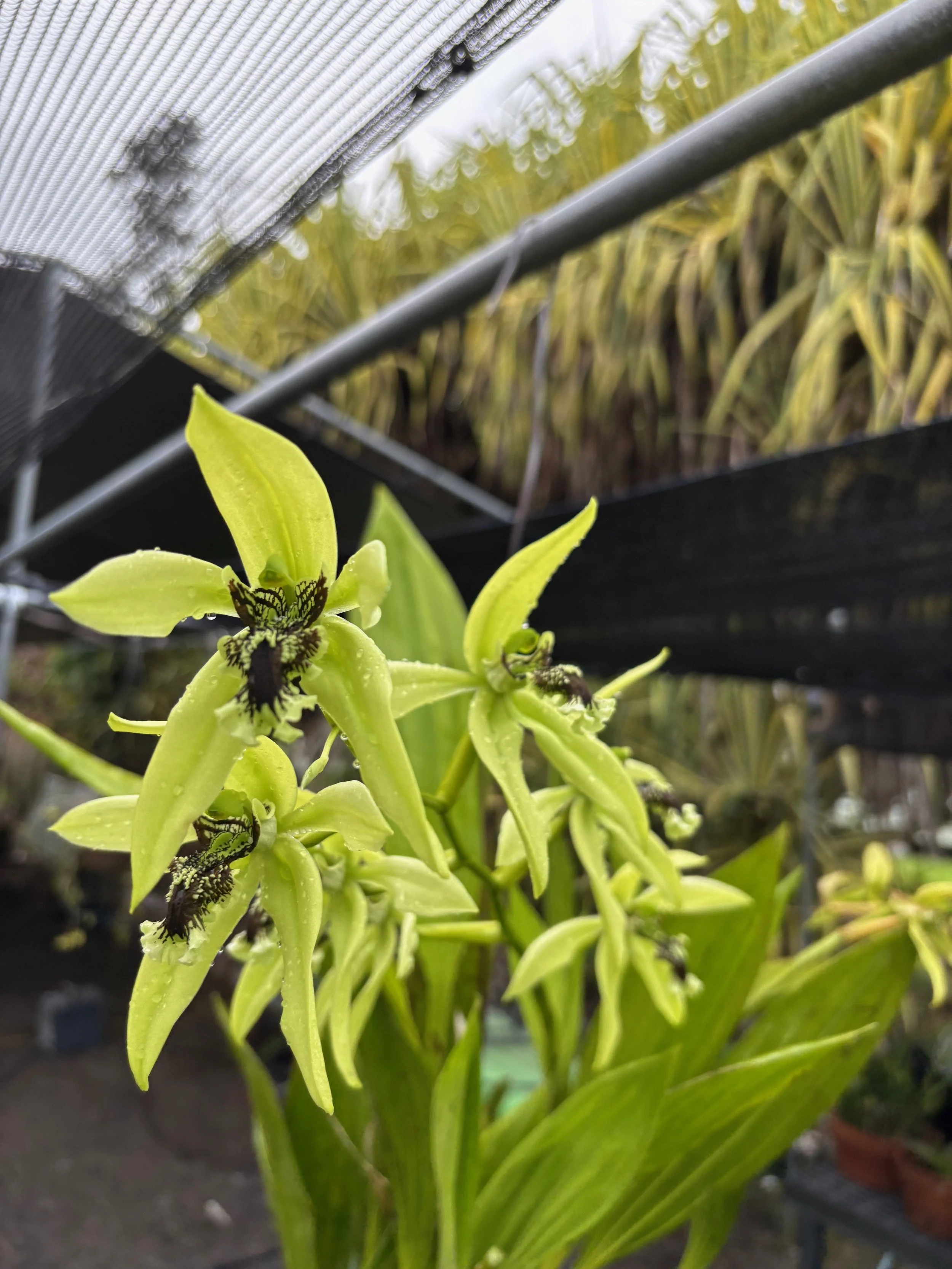 Coelogyne pandurata (2).jpeg