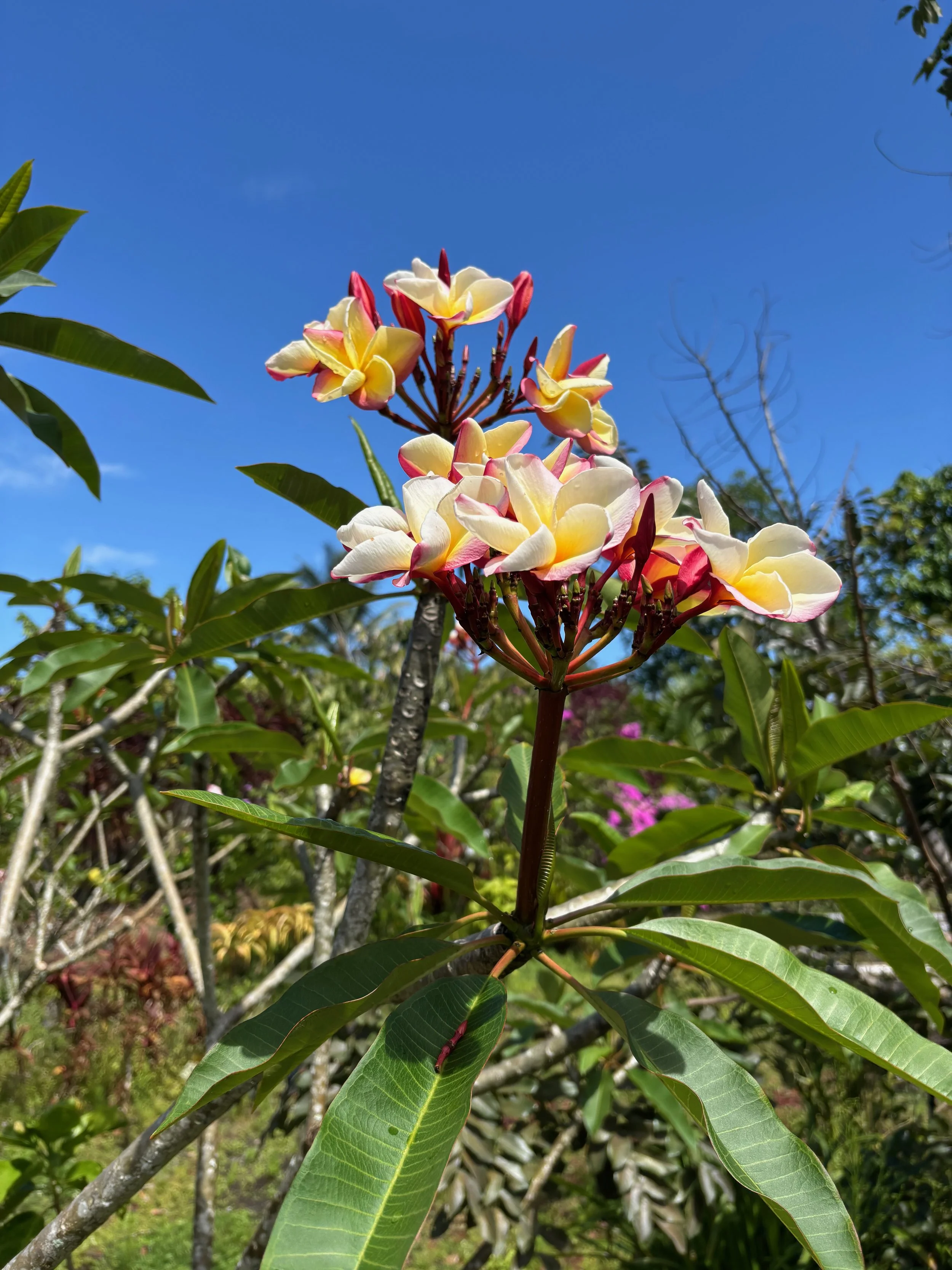 Plumeria rubra 'Vera Cruz Rose' (1).jpeg