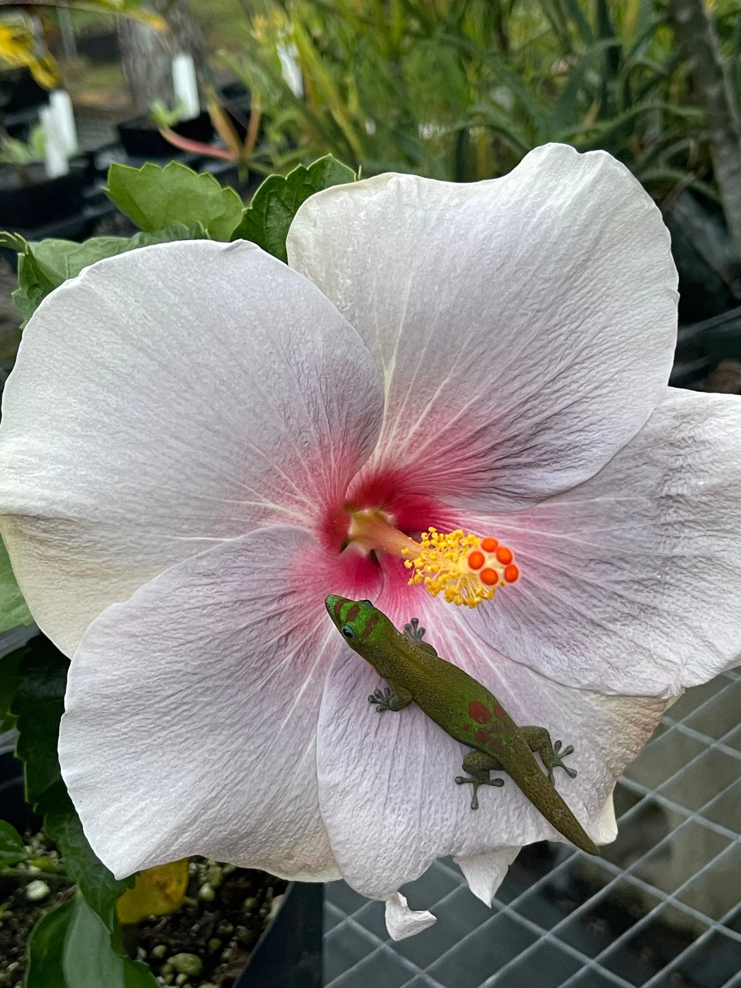 Hibiscus rosa-sinensis 'April Showers' (3).jpeg