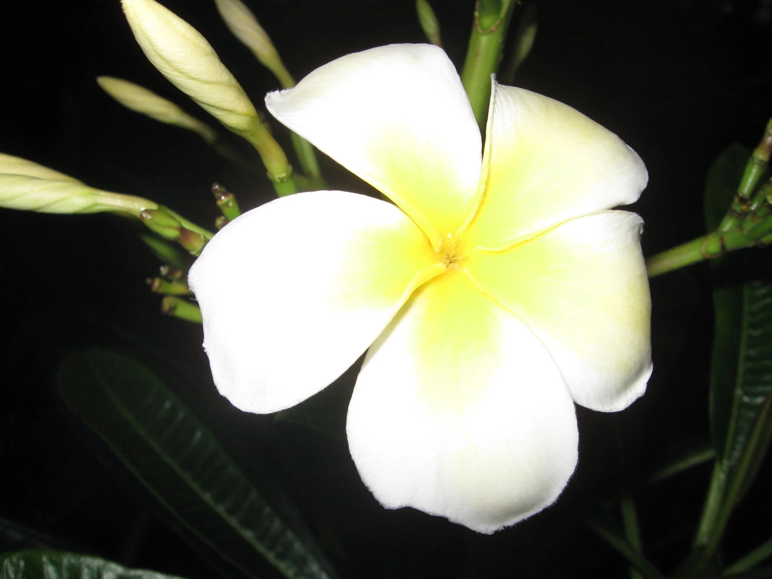 Plumeria rubra 'Mele Pa Bowman' ('Evergreen Singapore Yellow').jpeg