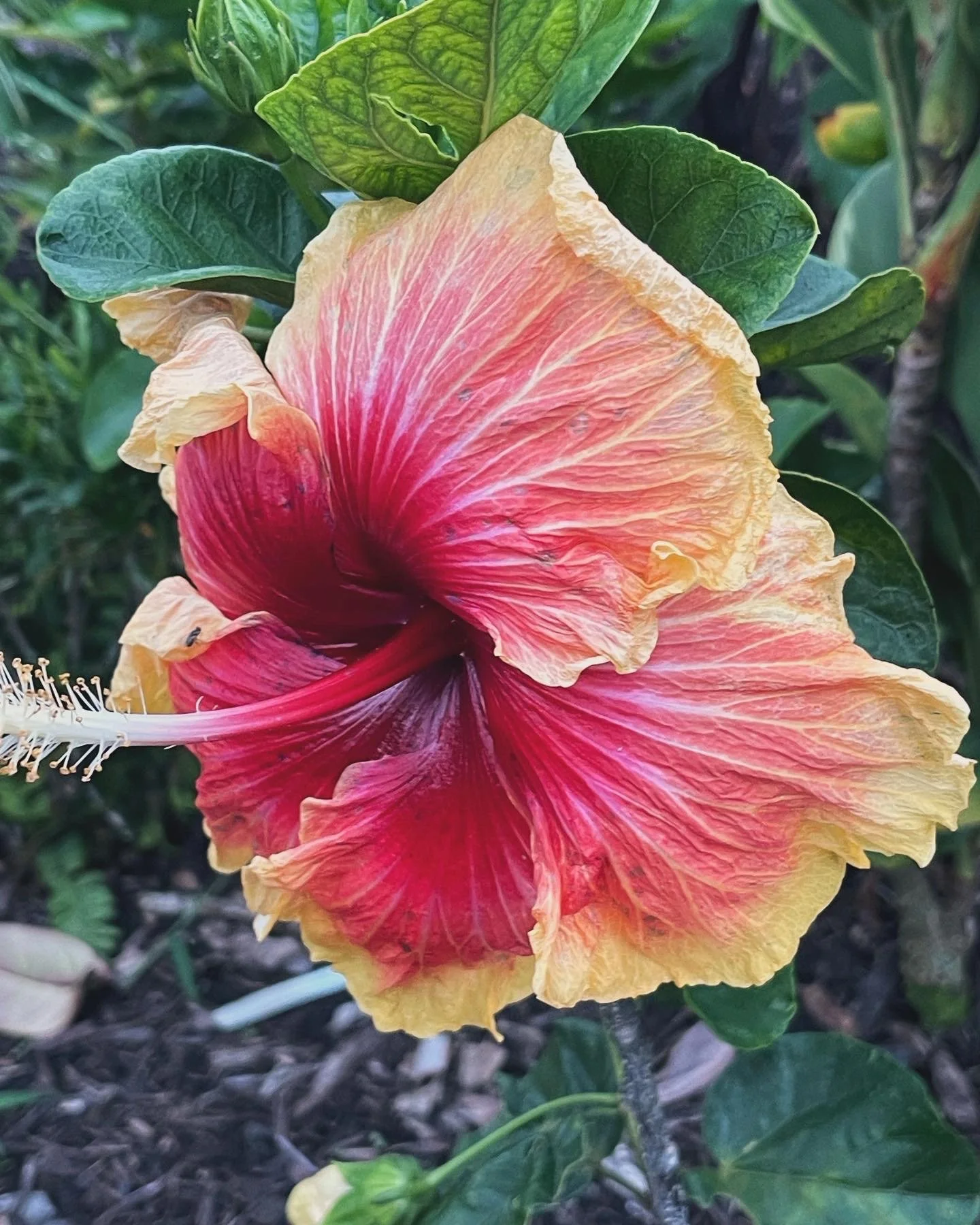 Hibiscus rosa-sinensis 'Don Quijote' (4).jpeg