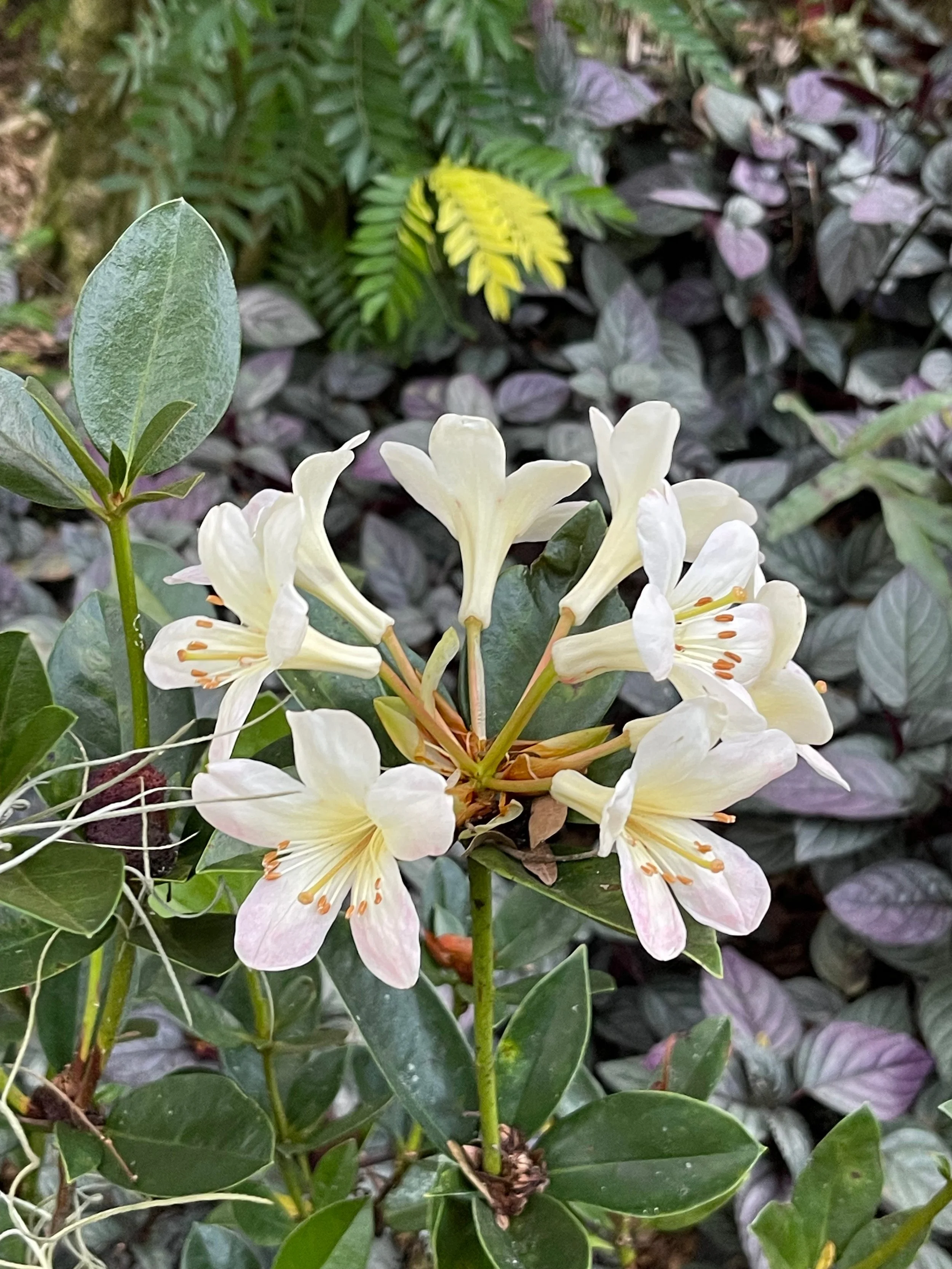 Rhododendron vireya 'Moyle's Marvel' (2).jpeg