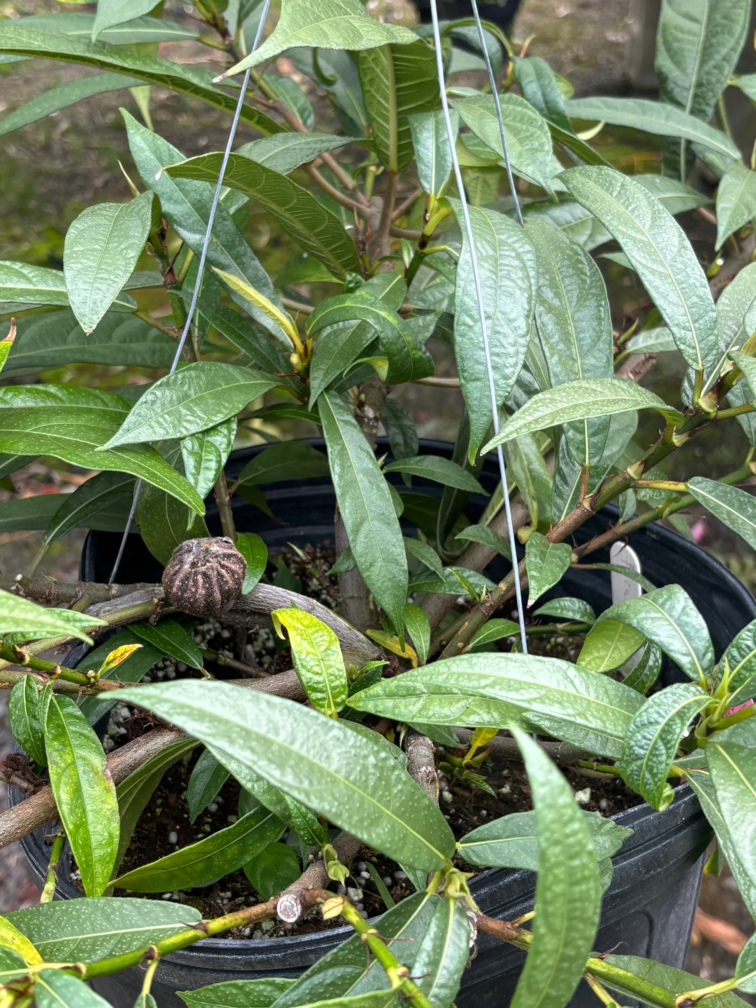 Ficus squamosa (2).jpeg