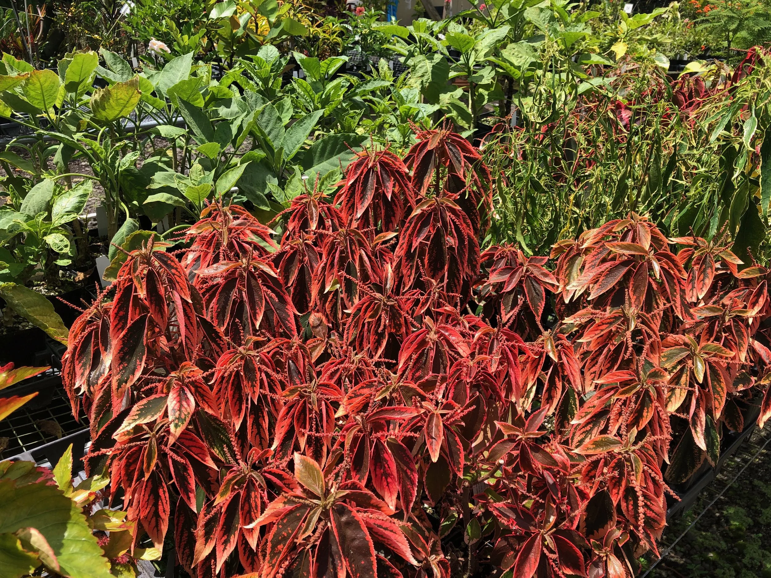 Acalypha obovata 'Bronze'.jpeg