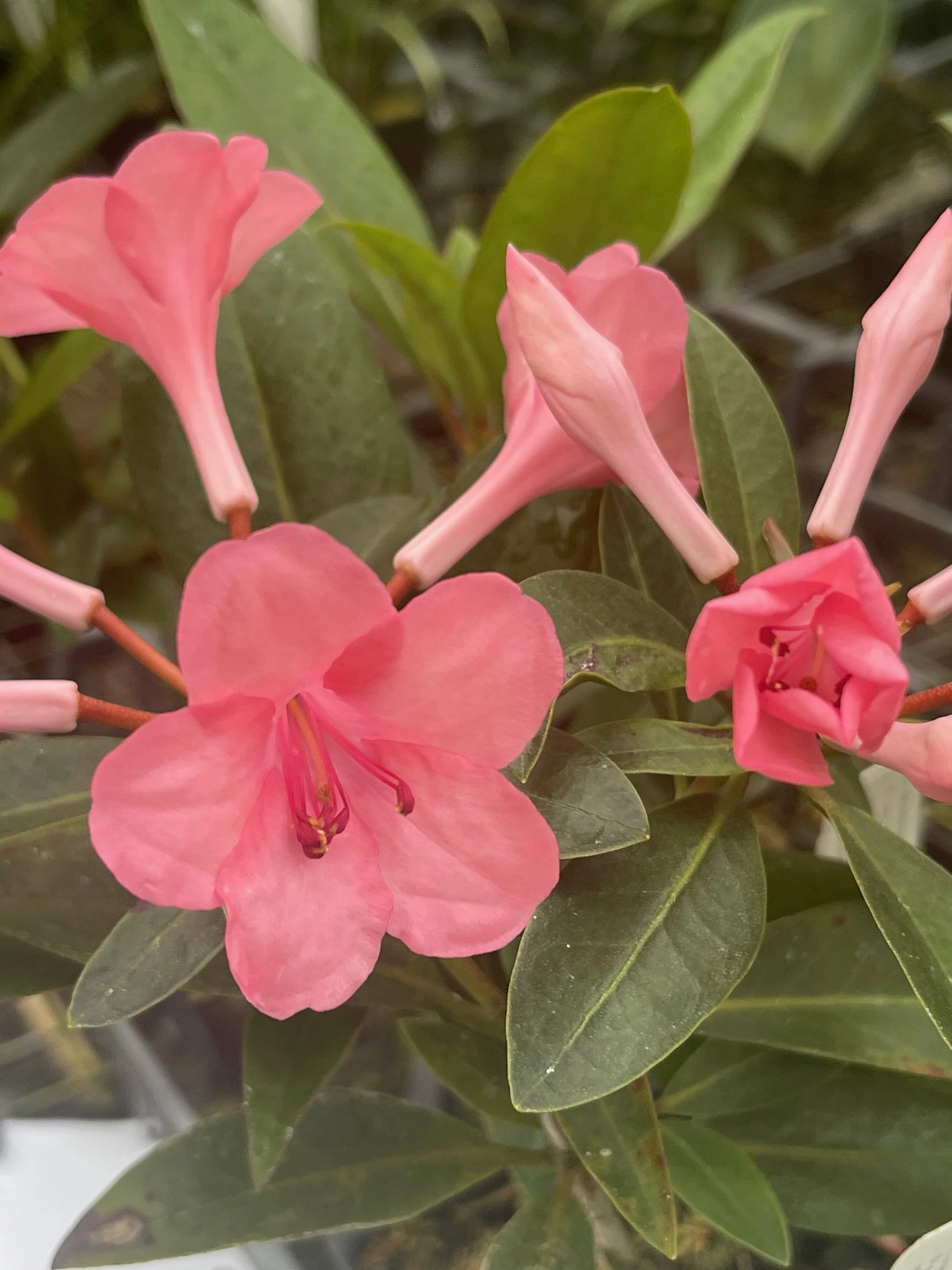 Rhododendron vireya 'Tylorii' (3).jpeg