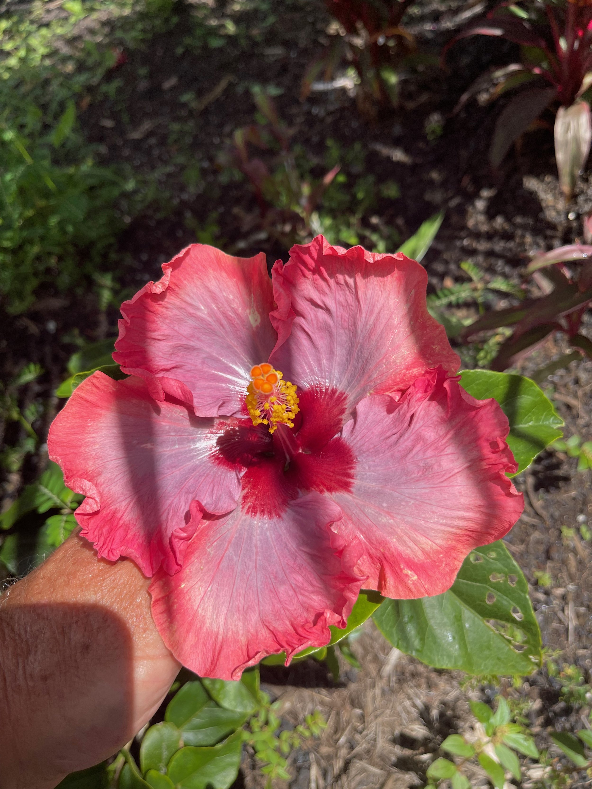 Hibiscus rosa-sinensis 'Allure' (2).jpeg