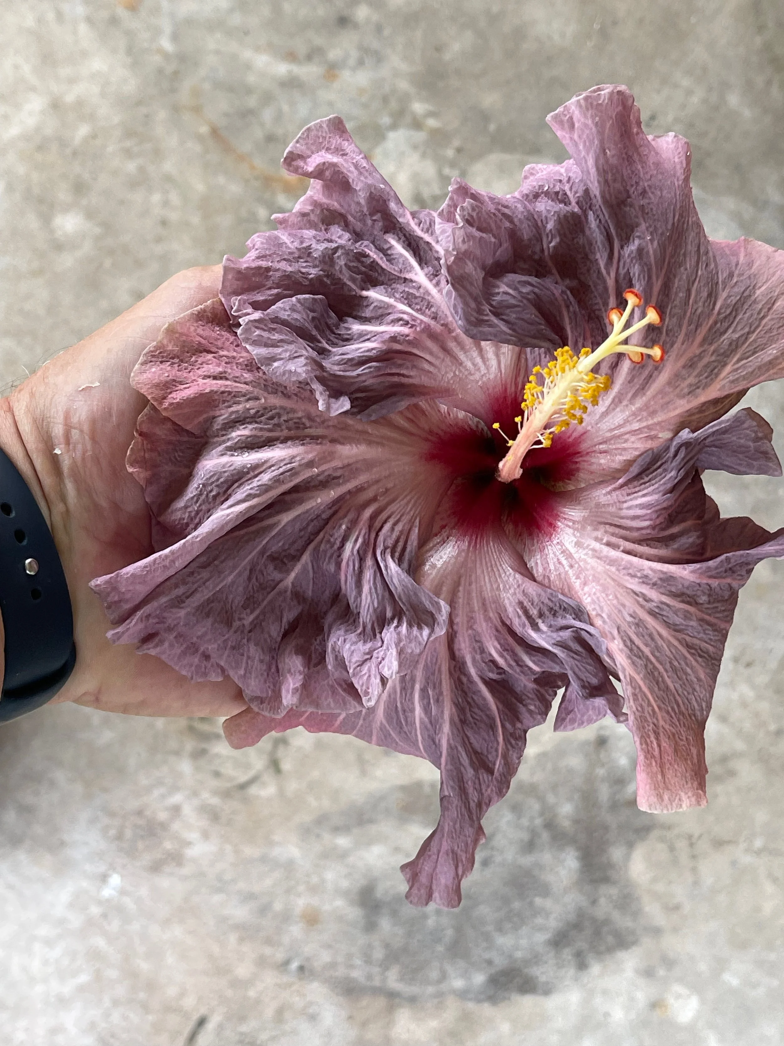 Hibiscus rosa-sinensis 'Misty Mountain' (1).jpeg