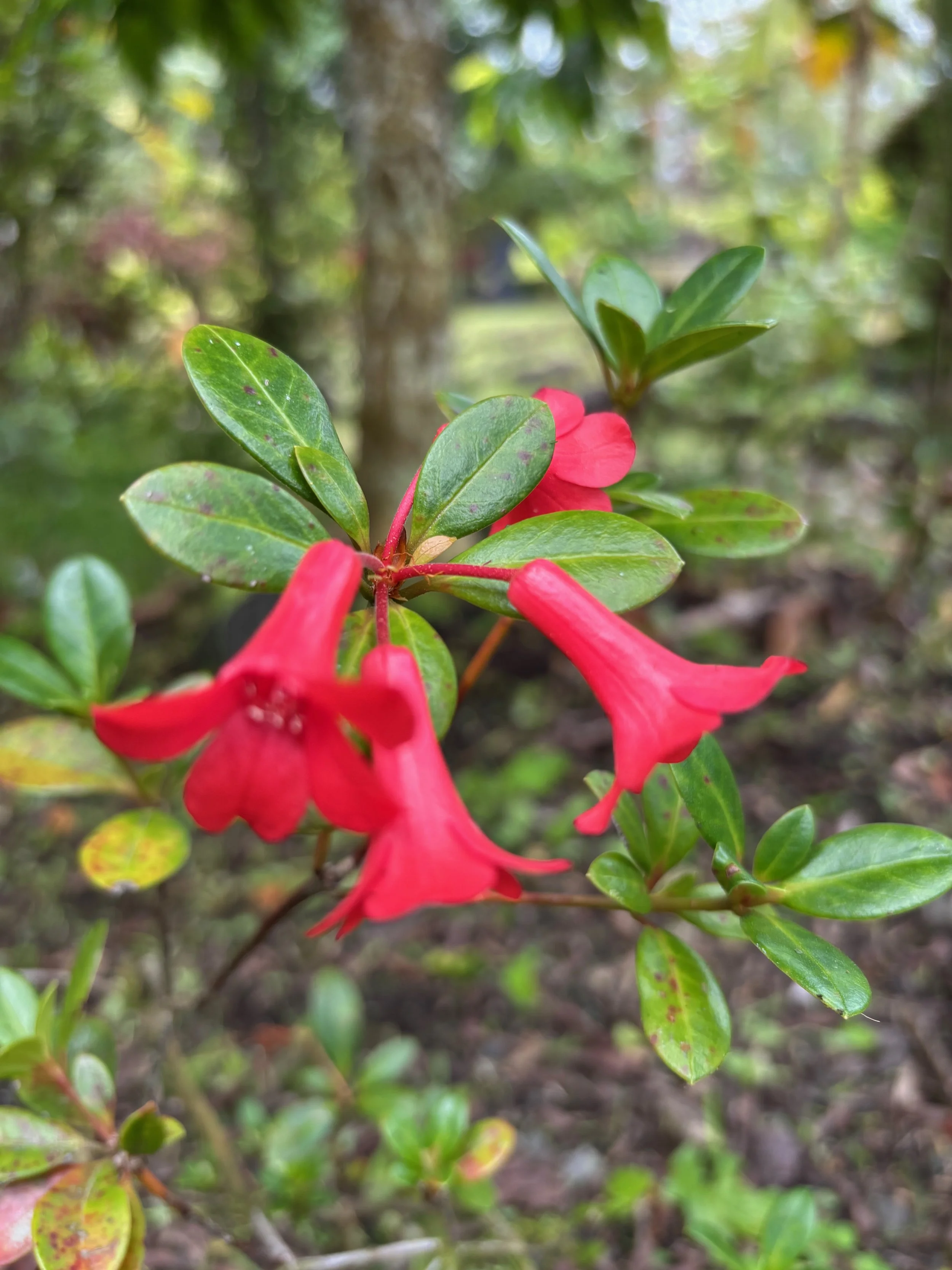 Rhododendron vireya 'Littlest Angel' (1).jpeg