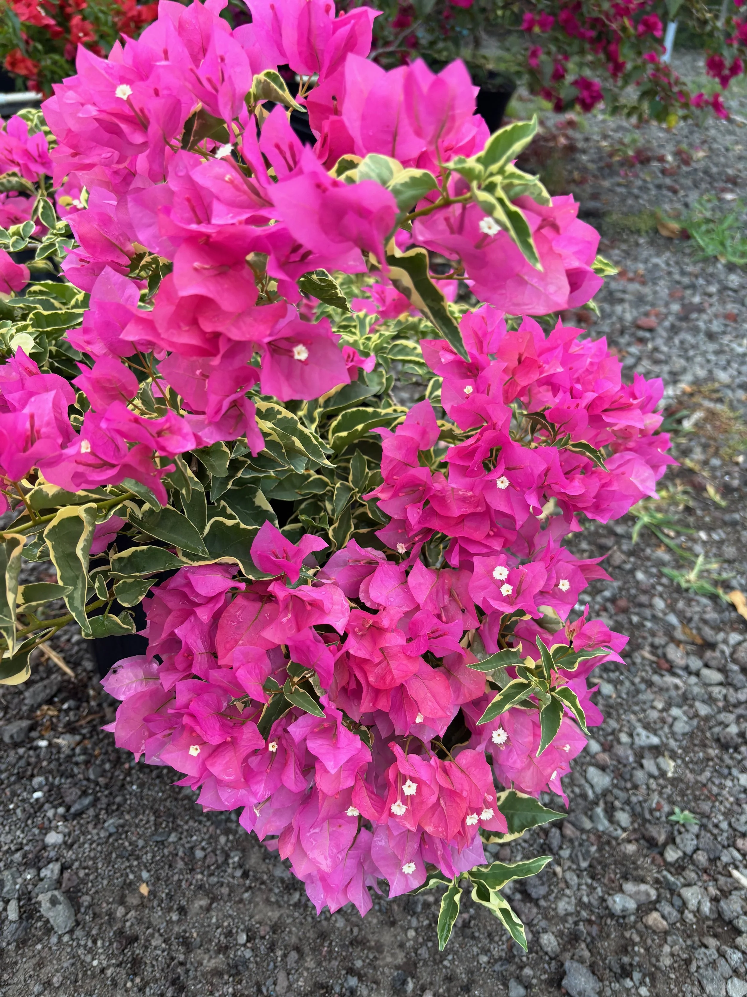 Bougainvillea (Variegated Pink) (2).jpeg