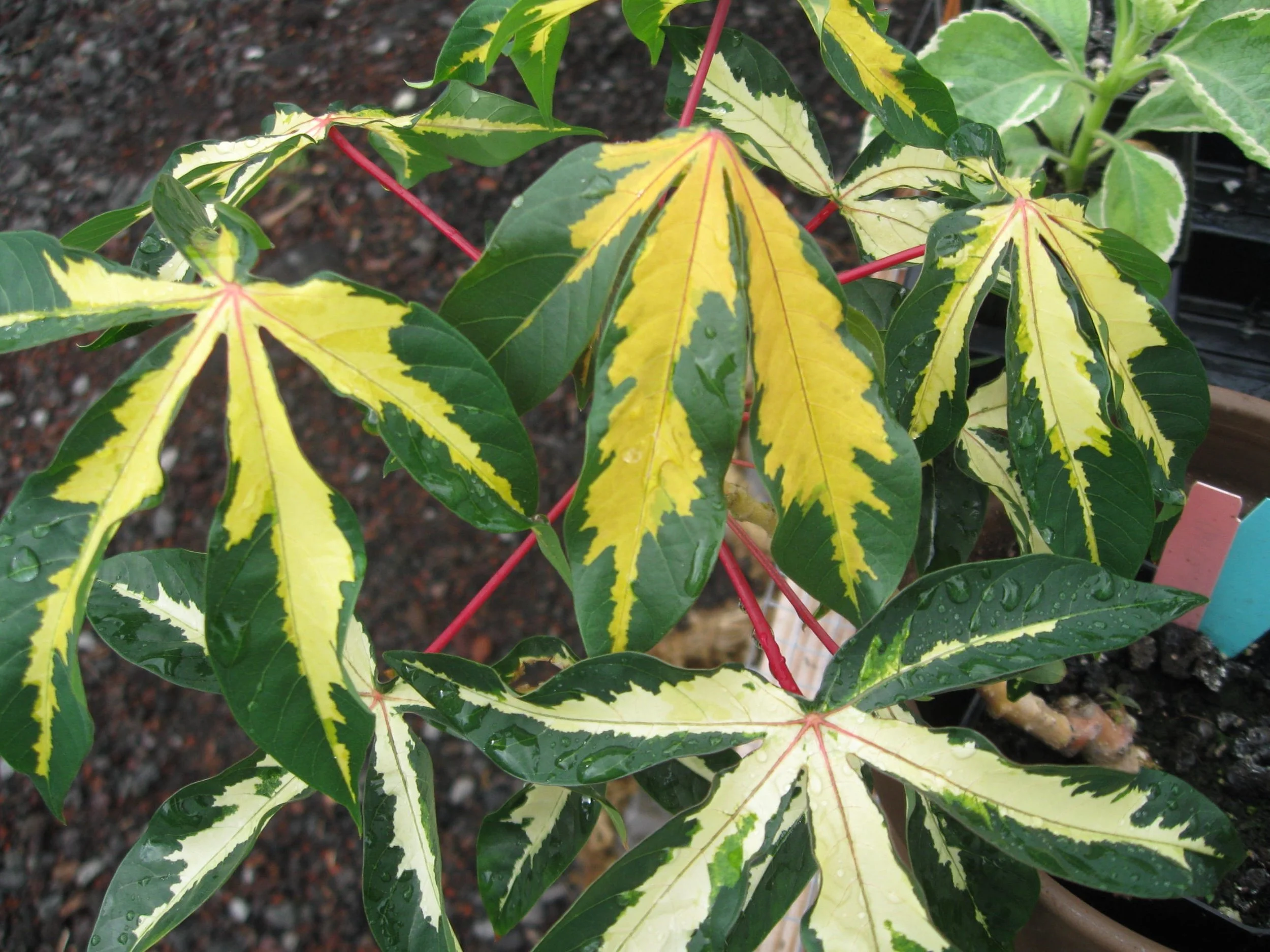Manihut ensculenta variegata (3).jpeg