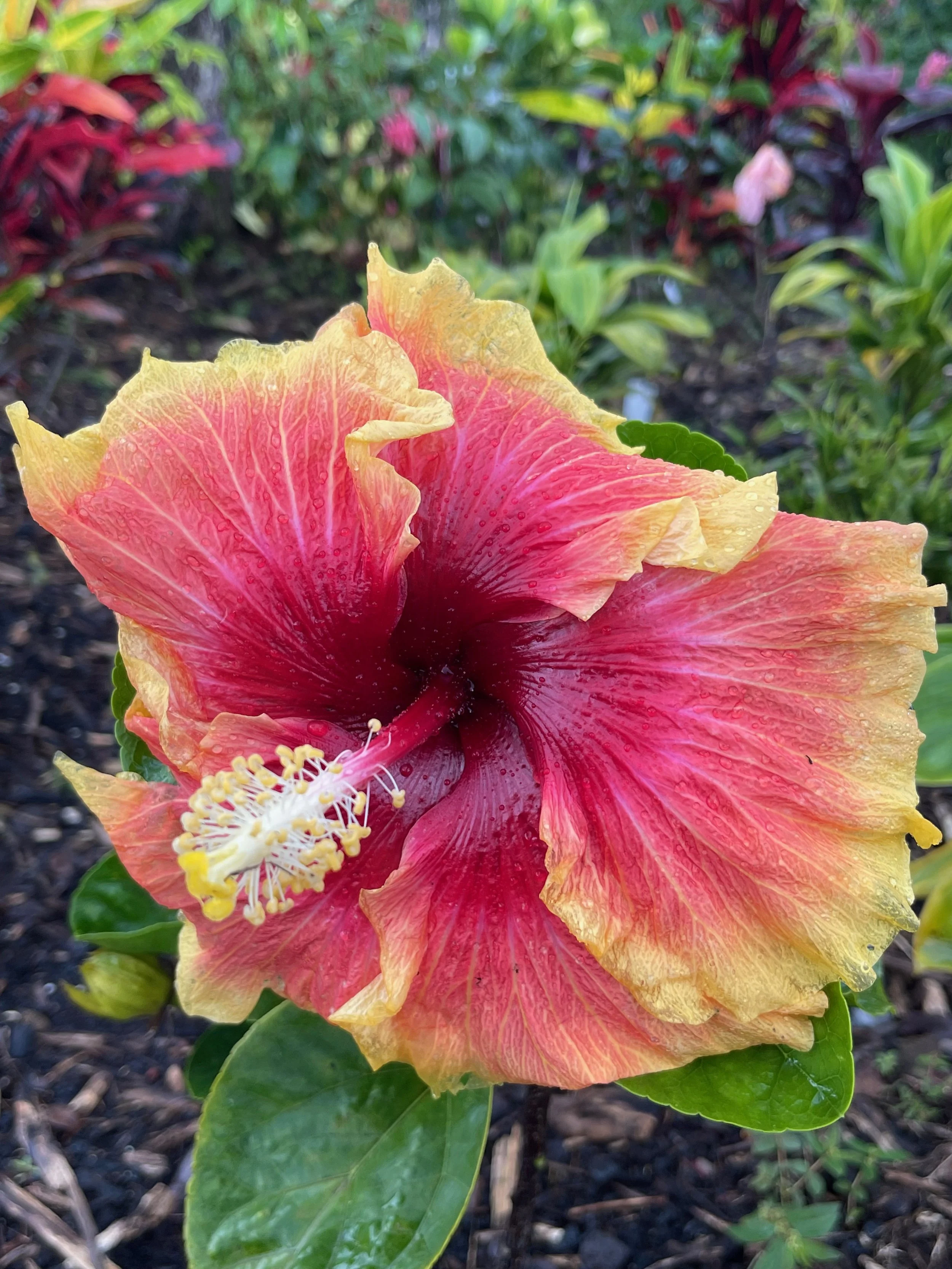 Hibiscus rosa-sinensis 'Don Quijote' (2).jpeg