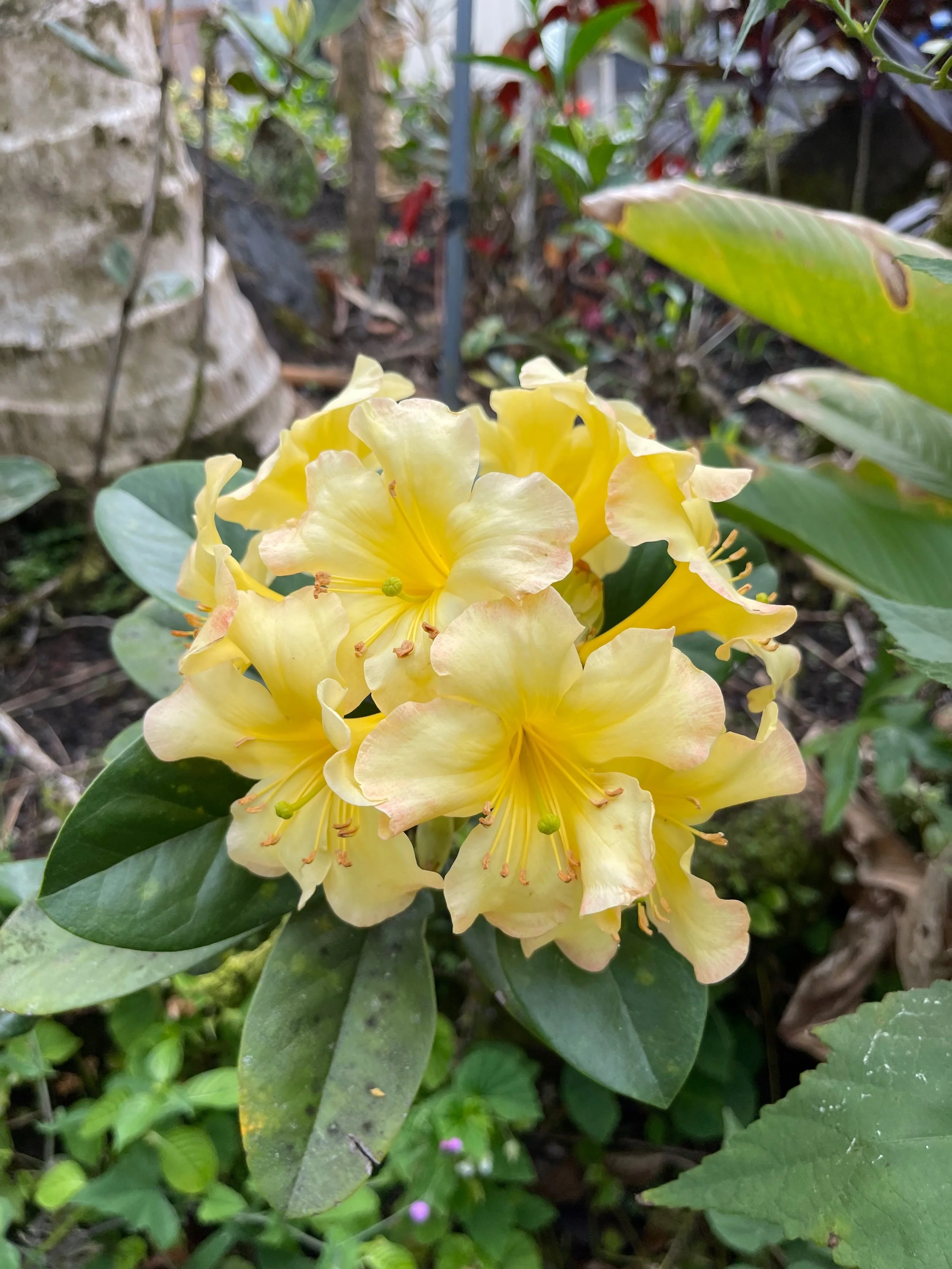 Rhododendron vireya (03) (Pale yellow with peach), large, fragrant).jpeg