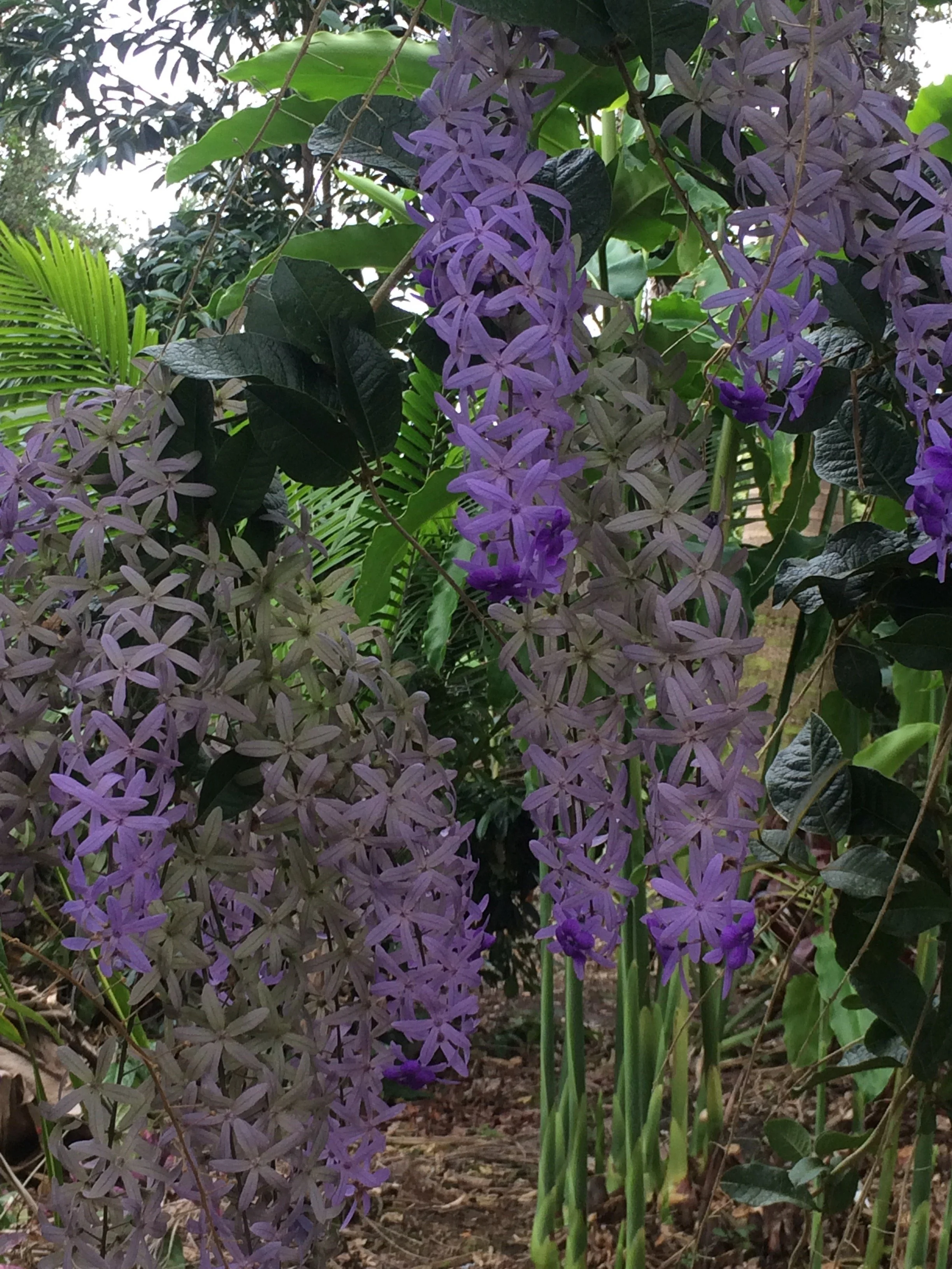 Petrea sp. (larger flowered) (1).jpeg