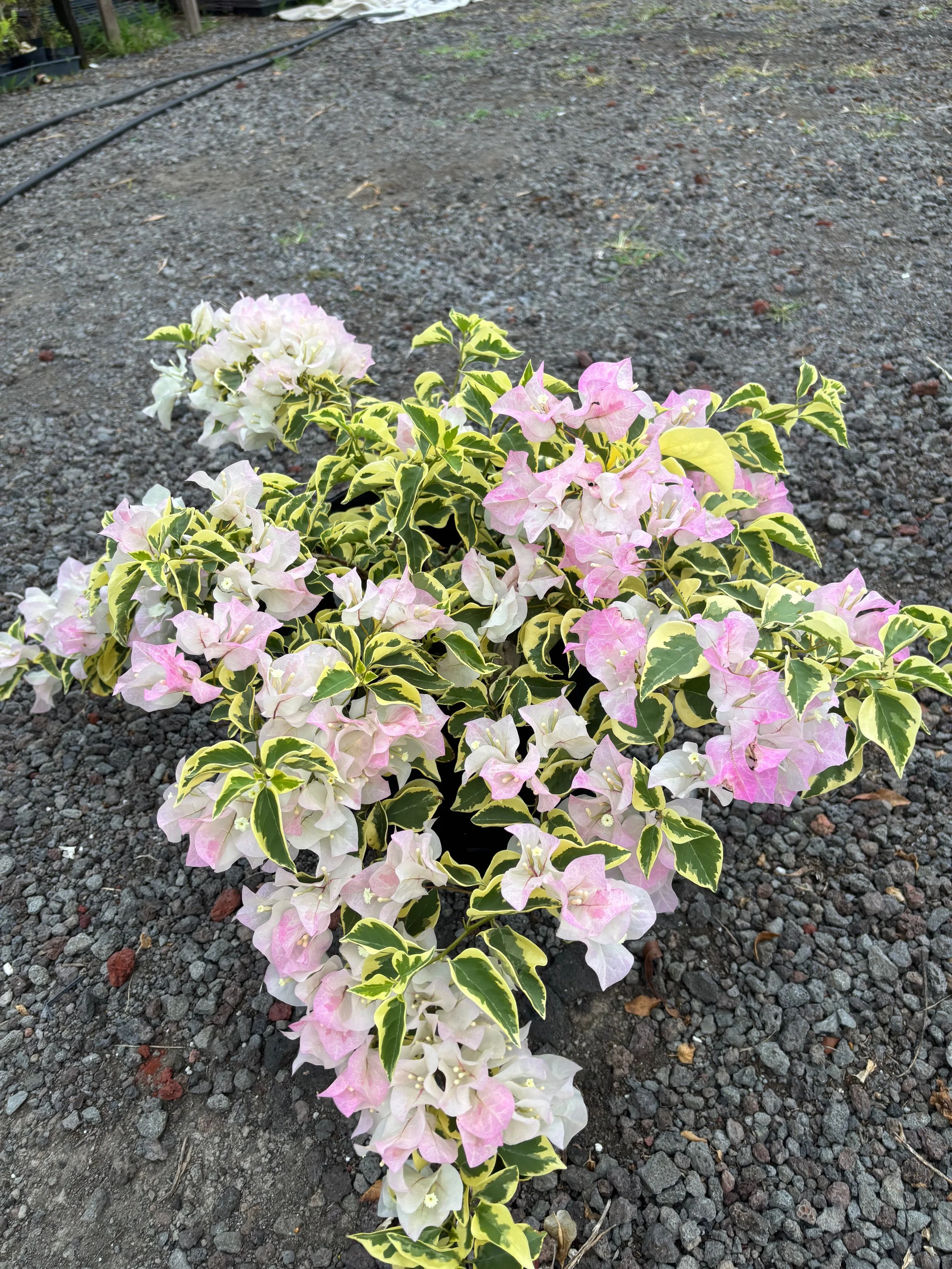 Bougainvillea (Variegated Blush) 'Imperial Thai Delight' (1).jpeg