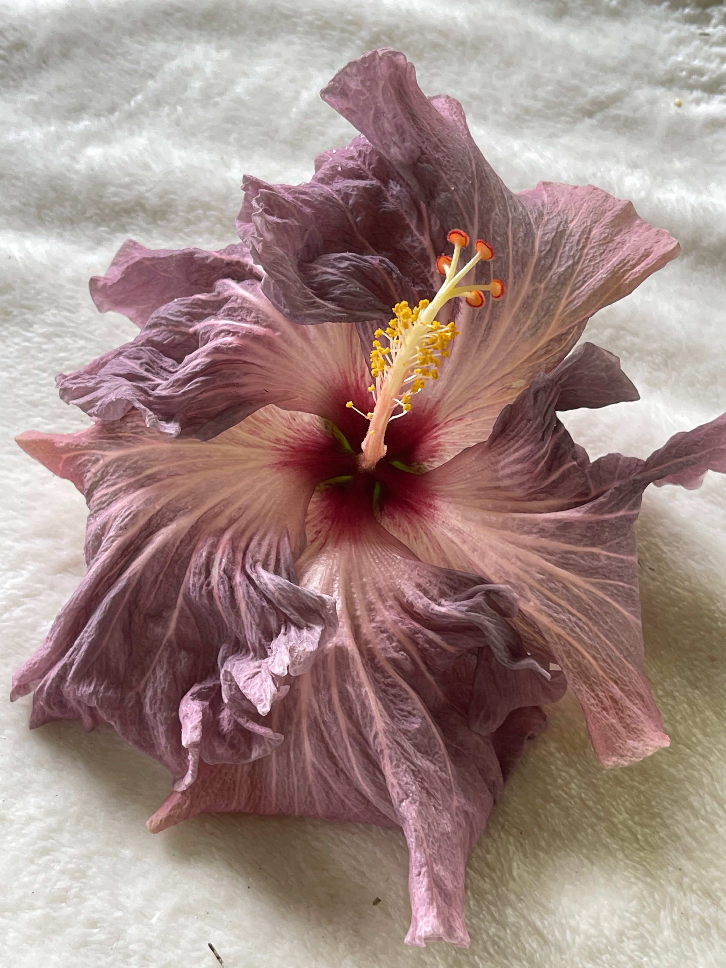 Hibiscus rosa-sinensis 'Misty Mountain' (2).jpeg