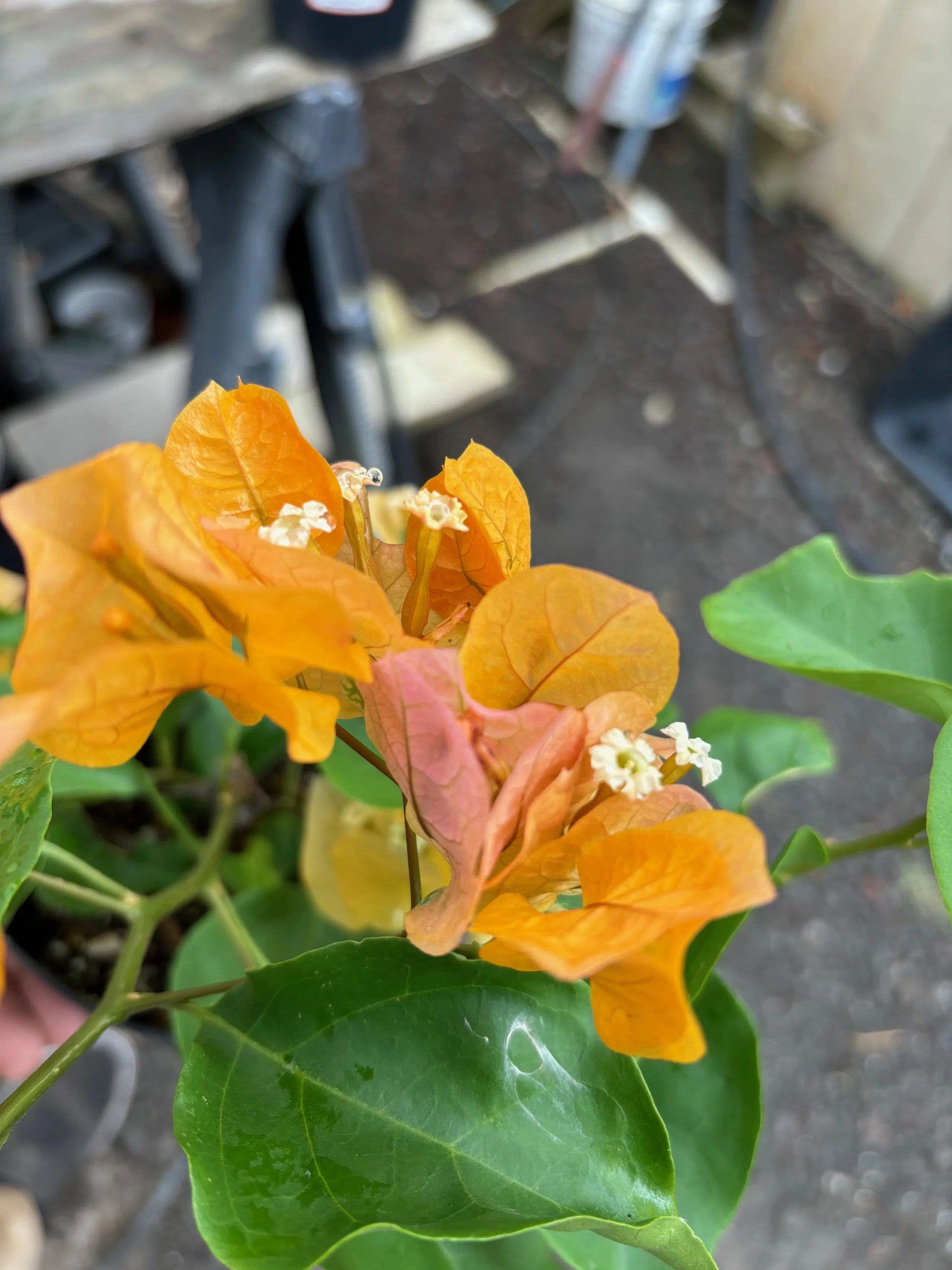 Bougainvillea 'California Gold' (1).jpeg