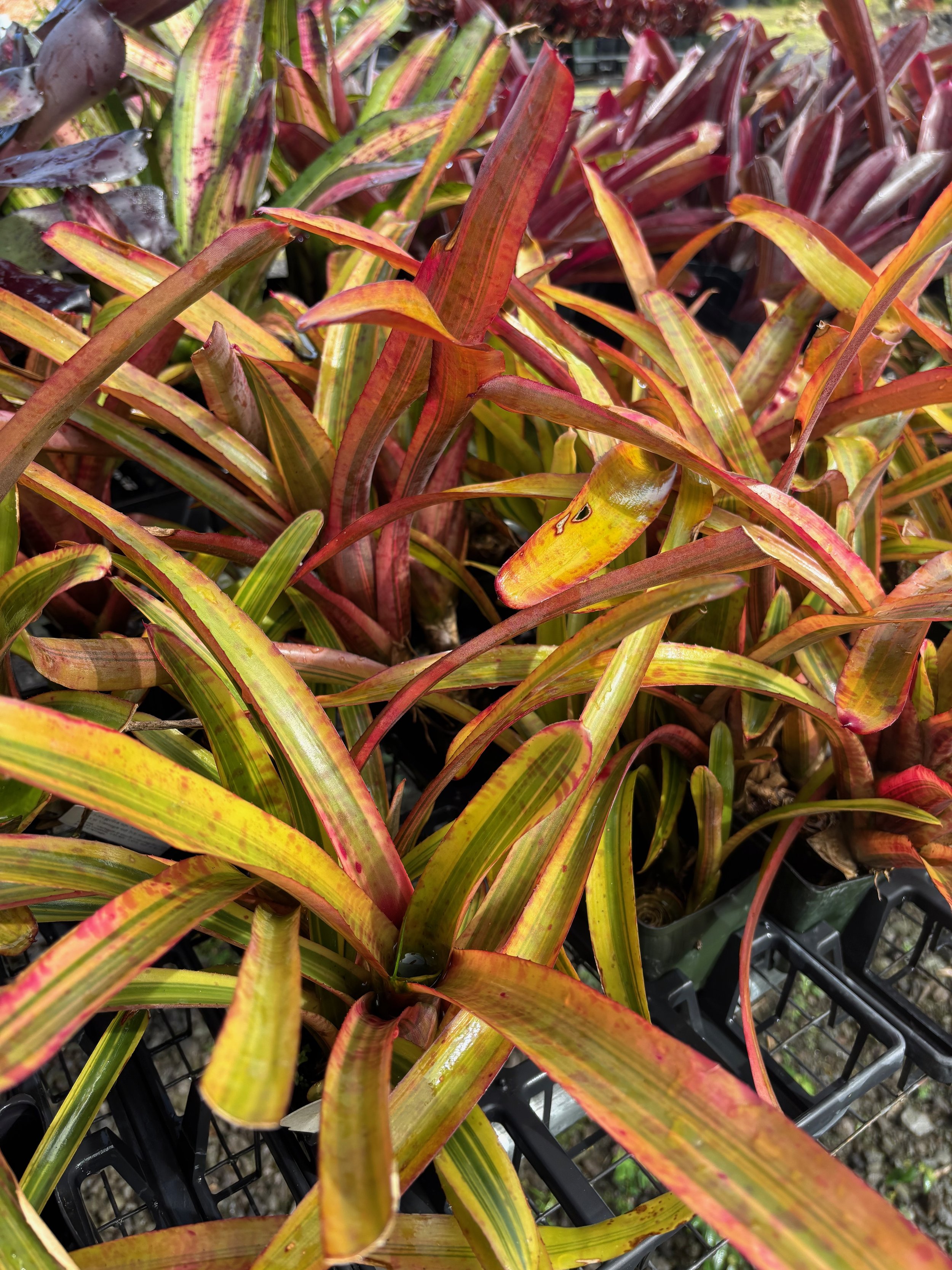 Neoregelia sp. gold var. (2).jpeg